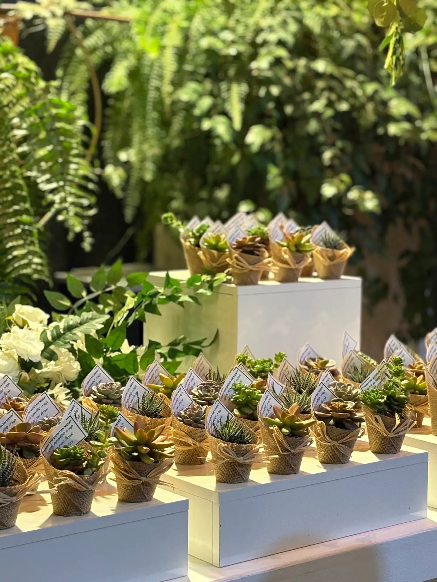 עמדת שתילי סוקולנטים לאירועים.