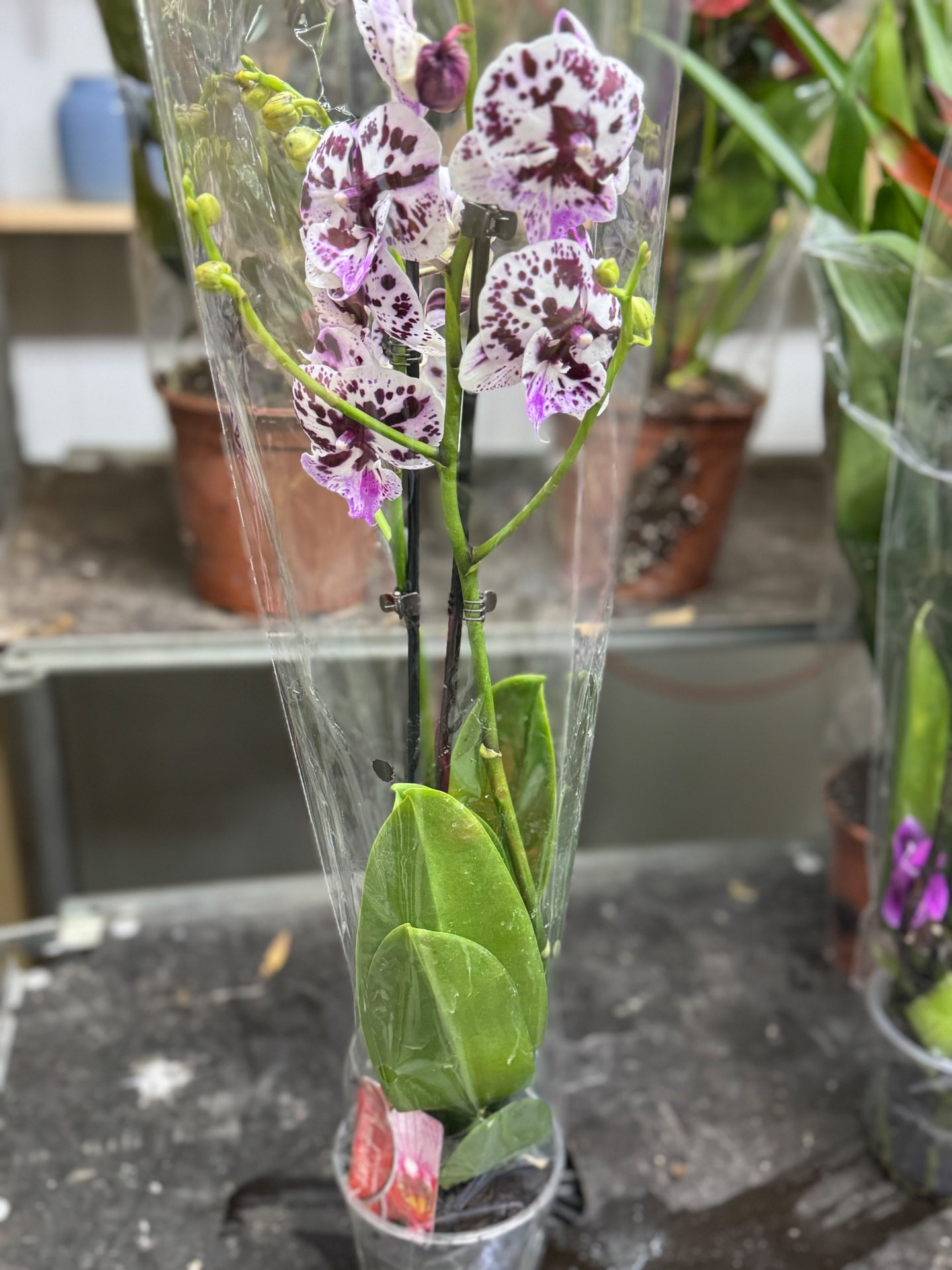 סחלבים זוגות במגוון צבעים