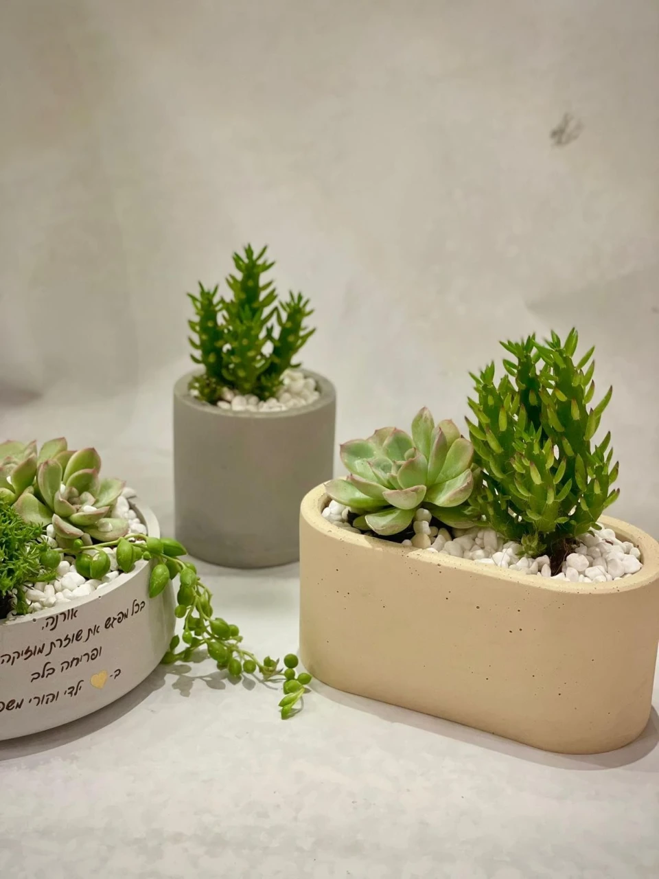 קערת סוקולנטים אובלית