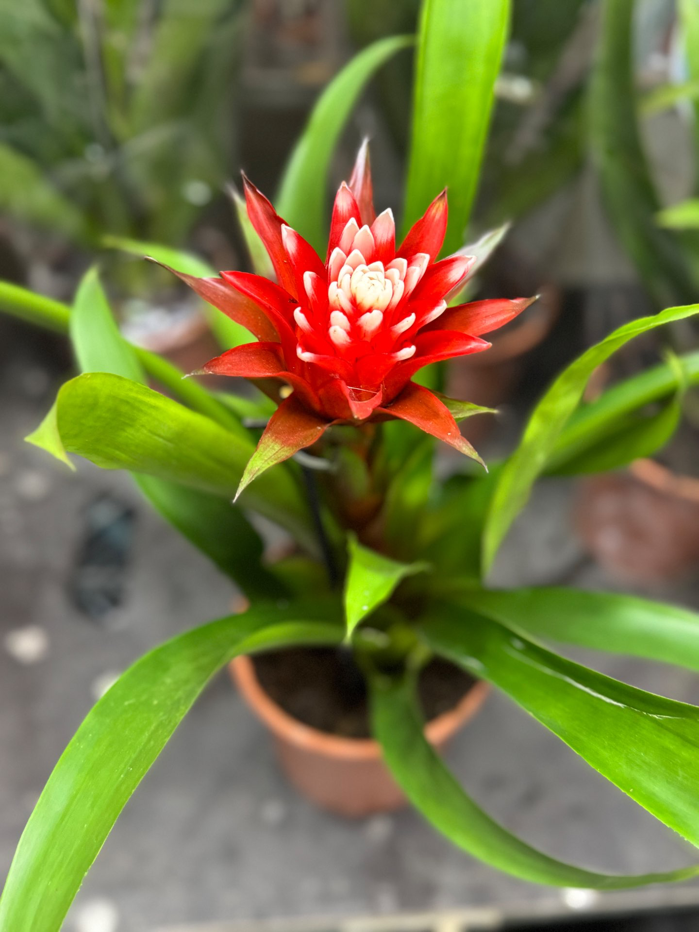 גוזמניה הופ.