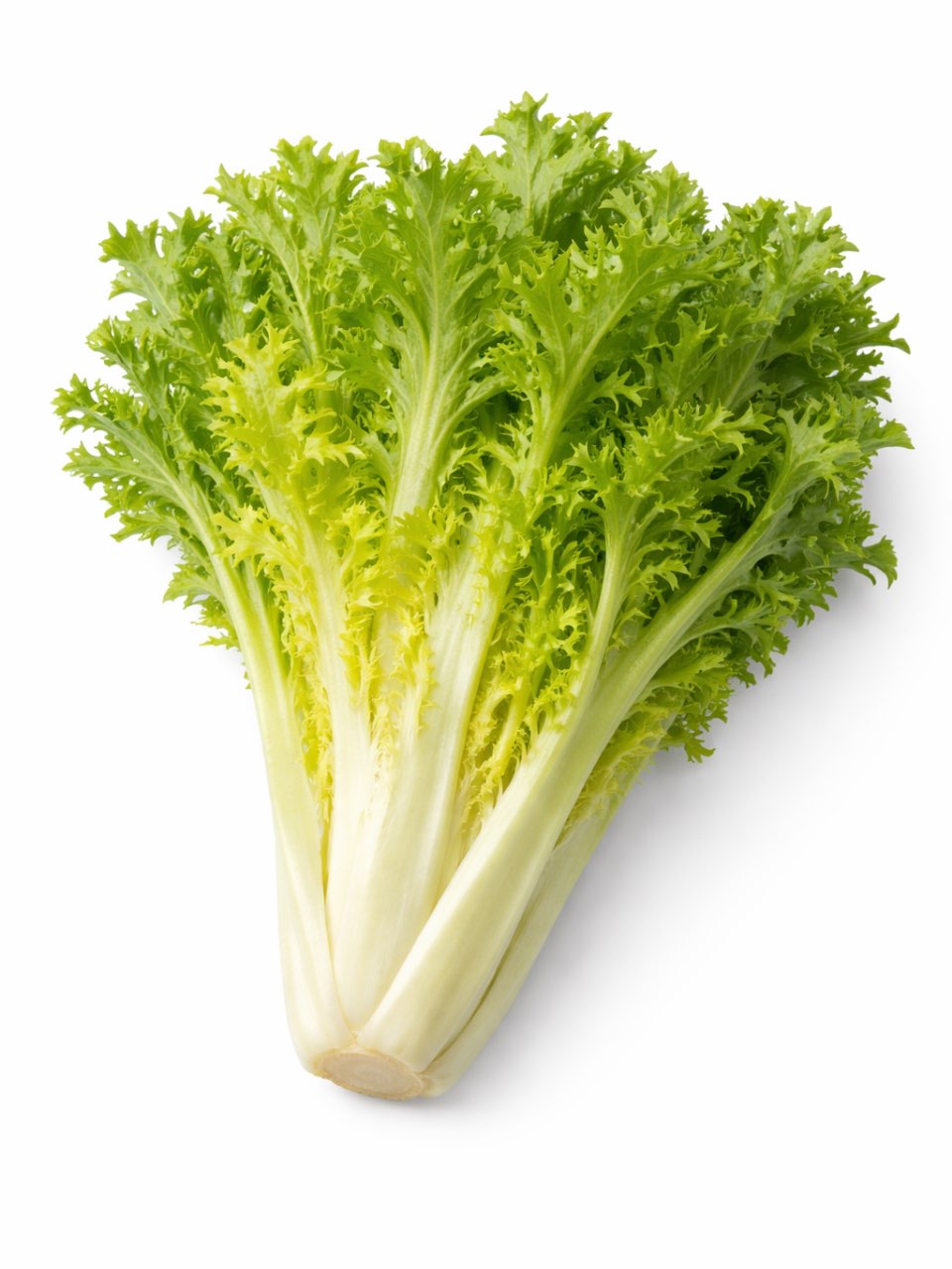 חסה לאליק - 1 מארז