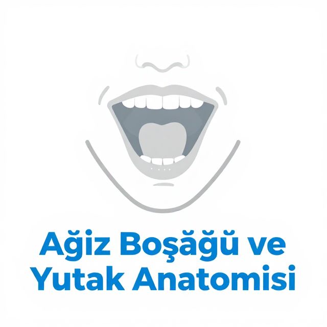 Ağız Boşluğu ve Yutak Anatomisi