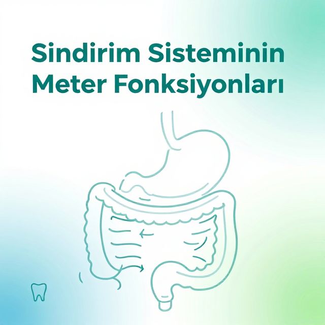 Sindirim Sisteminin Motor Fonksiyonları