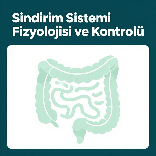 Sindirim Sistemi Fizyolojisi ve Kontrolü