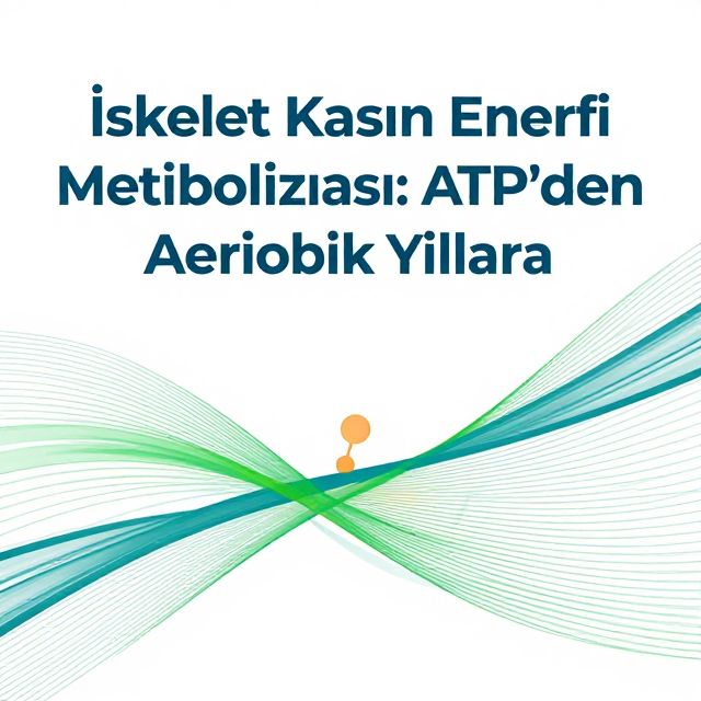 İskelet Kasının Enerji Metabolizması: ATP'den Aerobik Yollara