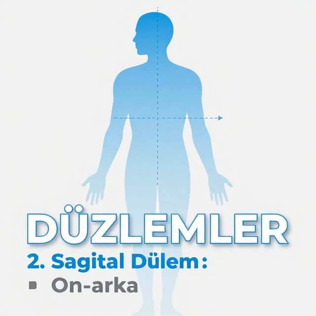 Anatomik Düzlemler ve Eksenler: Vücut Hareketlerinin Temelleri