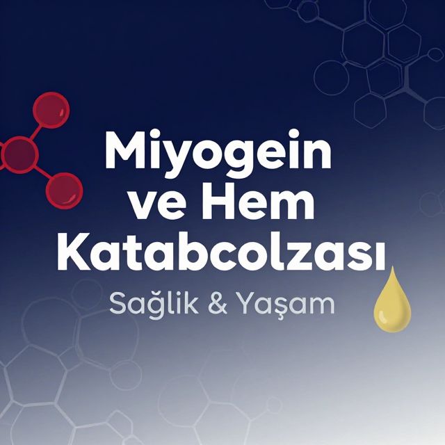 Miyoglobin ve Hem Katabolizması