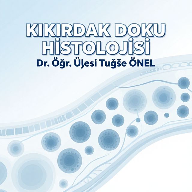 Kıkırdak Doku Histolojisi: Yapısı, Görevleri ve Tipleri