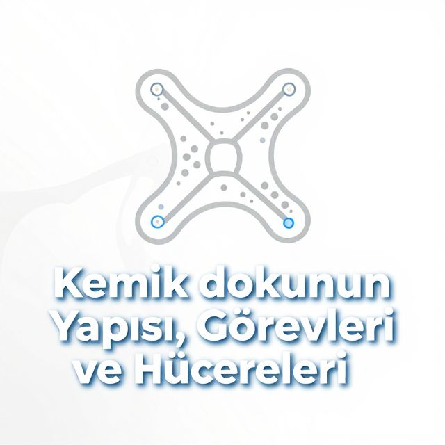 Kemik Dokunun Yapısı, Görevleri ve Hücreleri