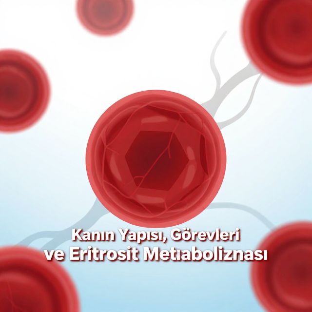 Kanın Yapısı, Görevleri ve Eritrosit Metabolizması