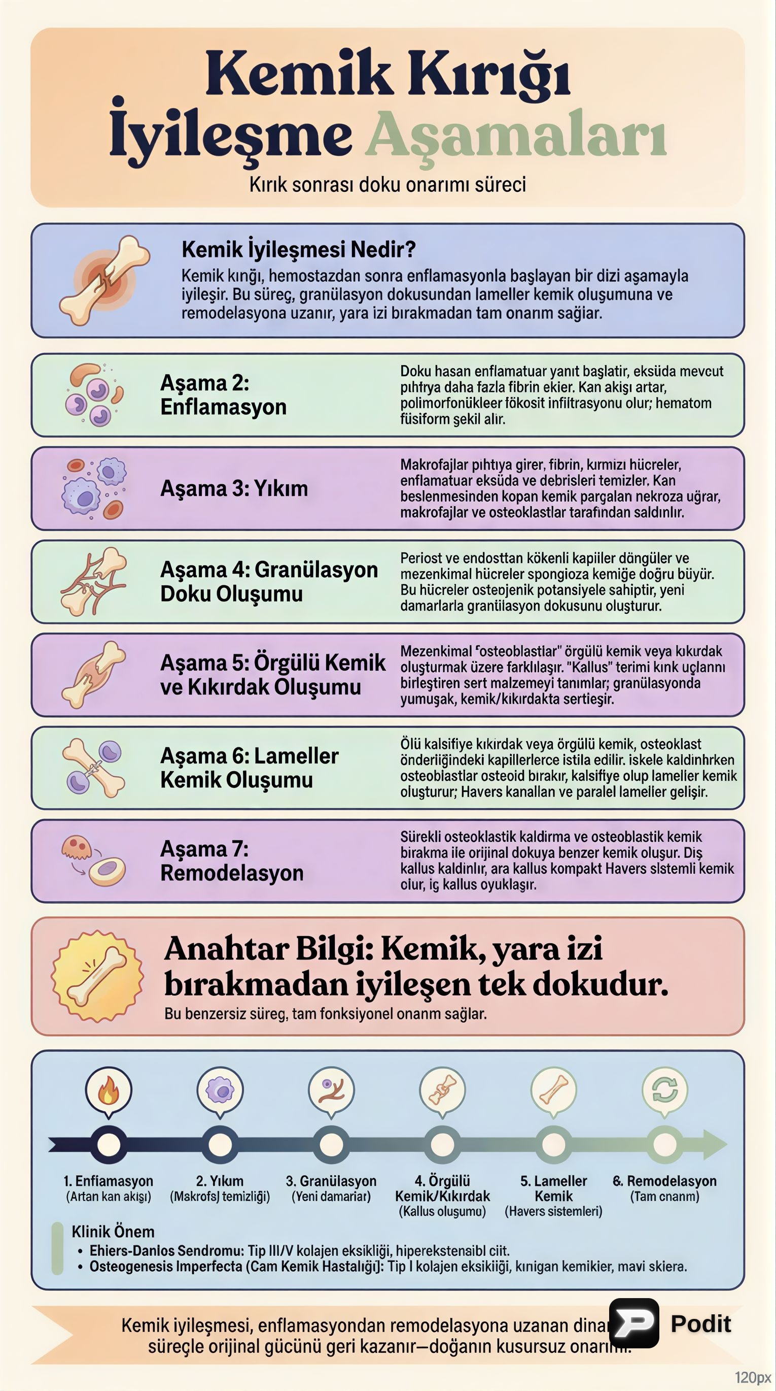 Kemik İyileşmesi Süreci ve Klinik İlişkiler - görsel özet infografik