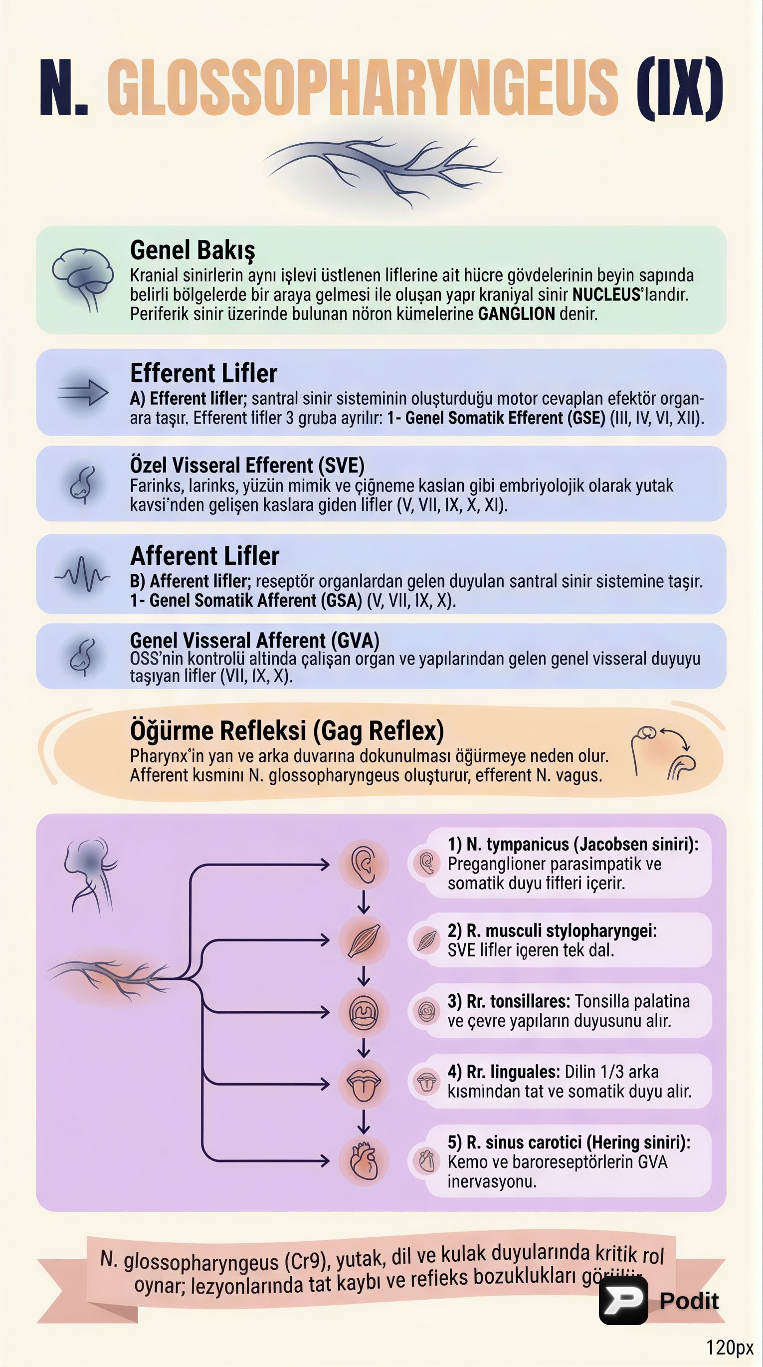 Nervus Glossopharyngeus (IX) ve Kranial Sinirler - görsel özet infografik