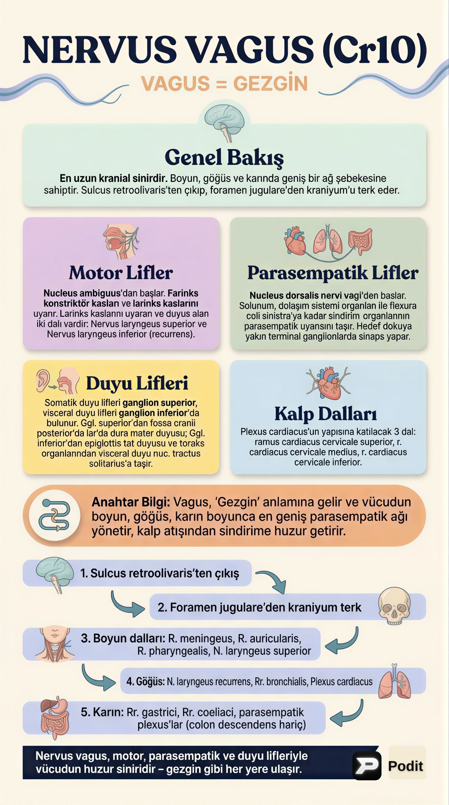 Kranial Sinirler: Vagus, Accessorius ve Hypoglossus - görsel özet infografik