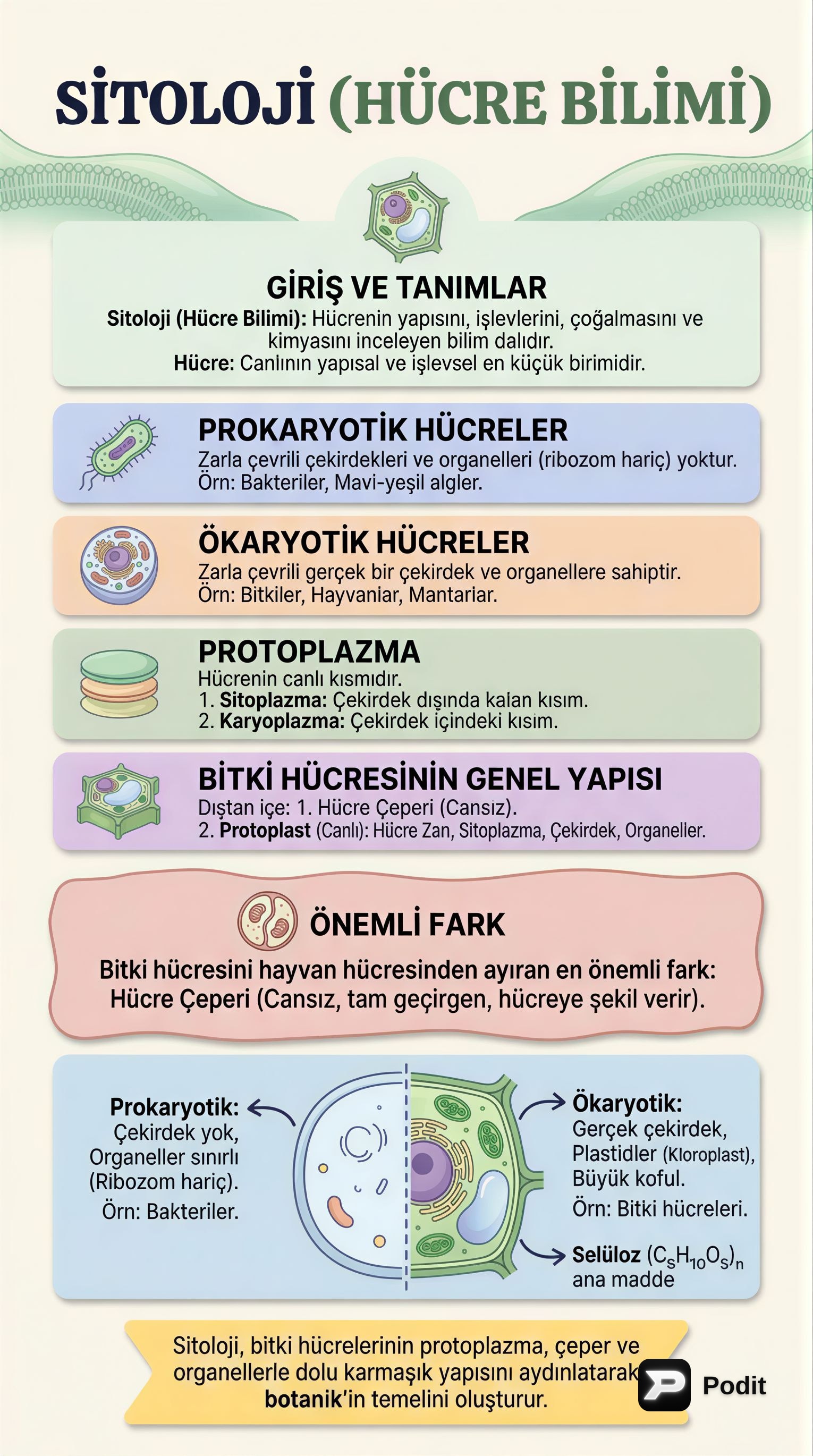 Bitki Biyolojisi: Sitoloji, Histoloji, Morfoloji ve Fizyoloji - görsel özet infografik
