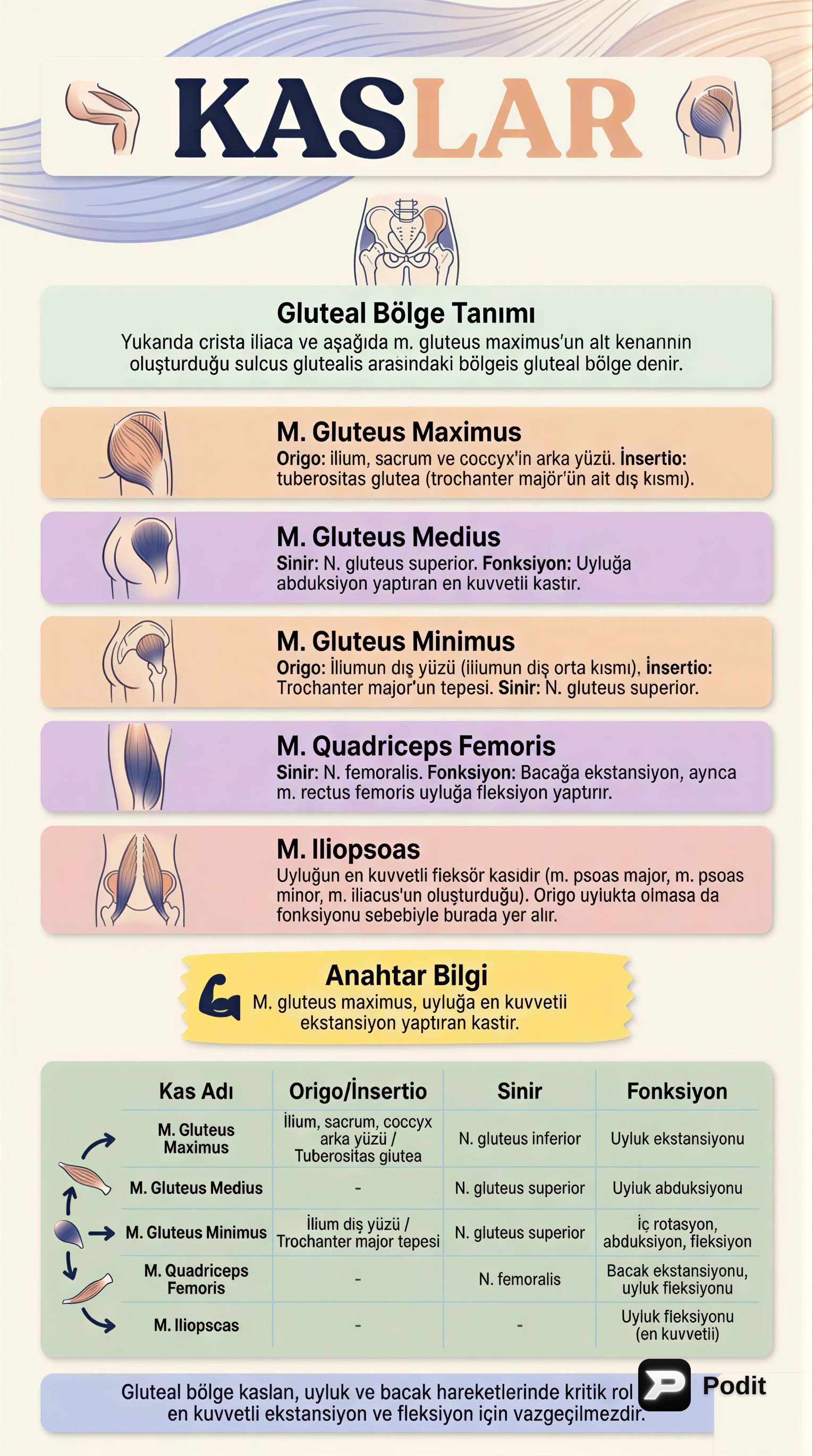 Kas Anatomisi ve Fonksiyonları - görsel özet infografik