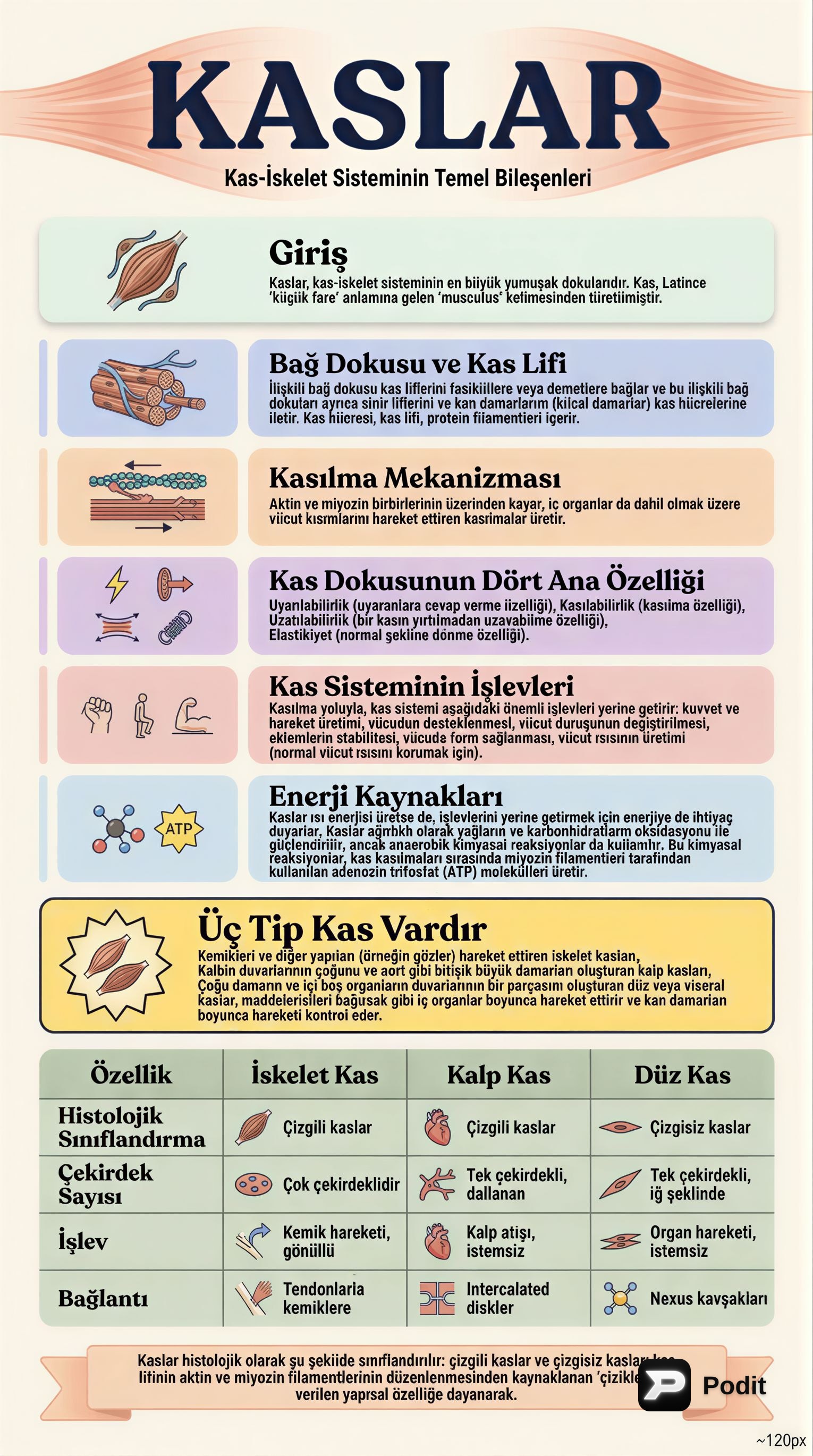 Kas Dokusu: Yapısı, İşlevleri ve Klinik Korelasyonları - görsel özet infografik