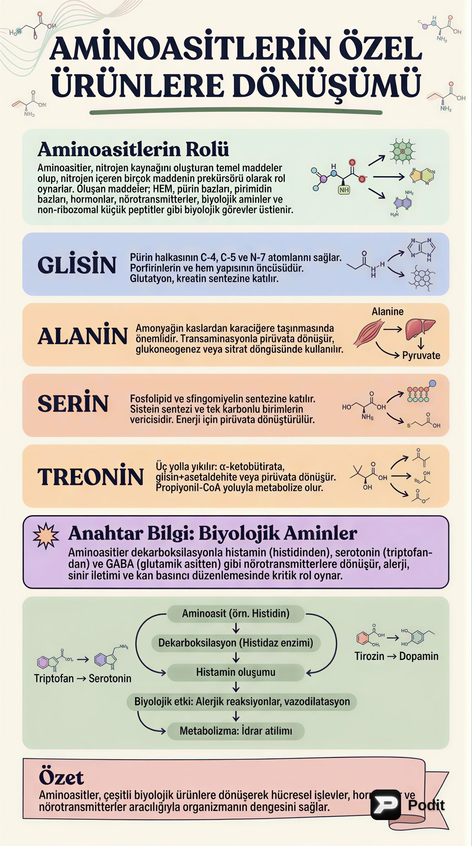 Amino Asitlerin Özel Biyolojik Ürünlere Dönüşümü - görsel özet infografik