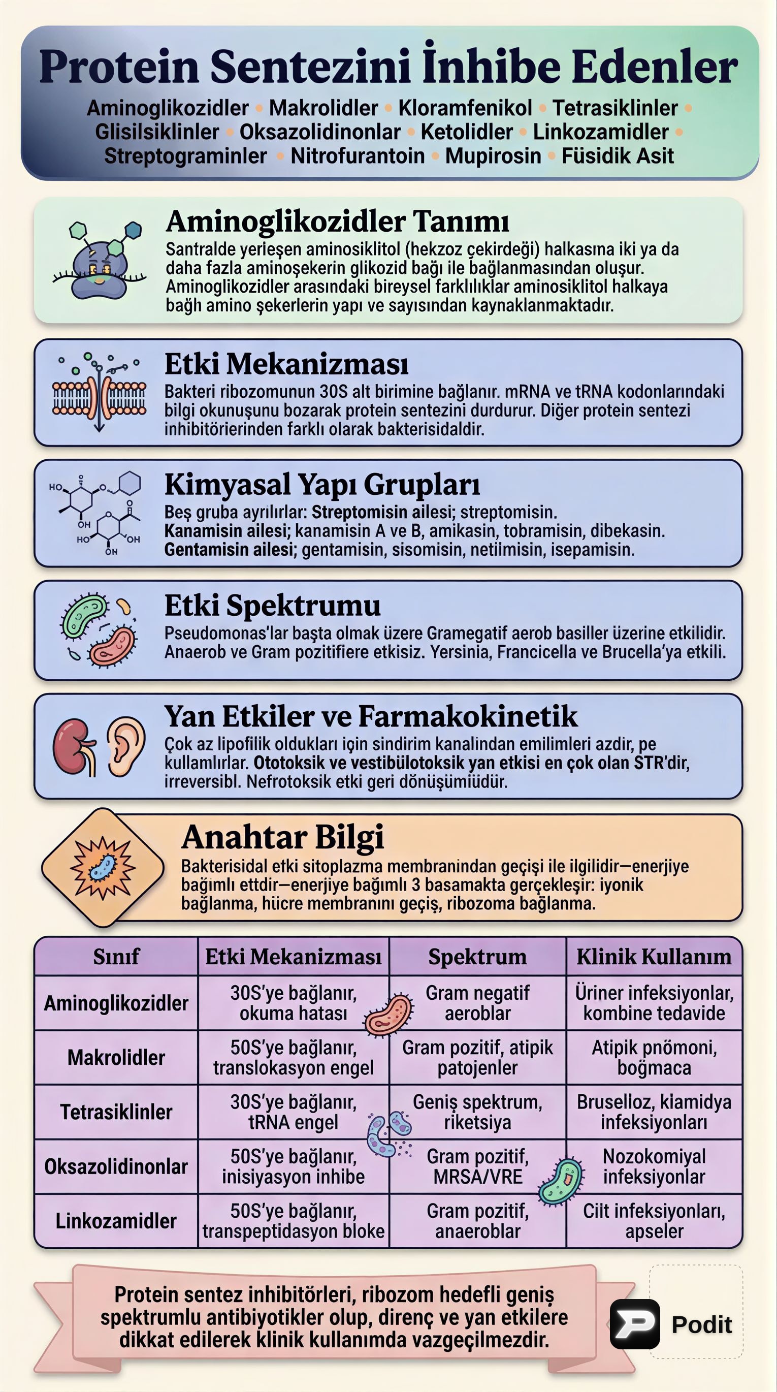 Protein Sentezini İnhibe Eden Antibiyotikler - görsel özet infografik