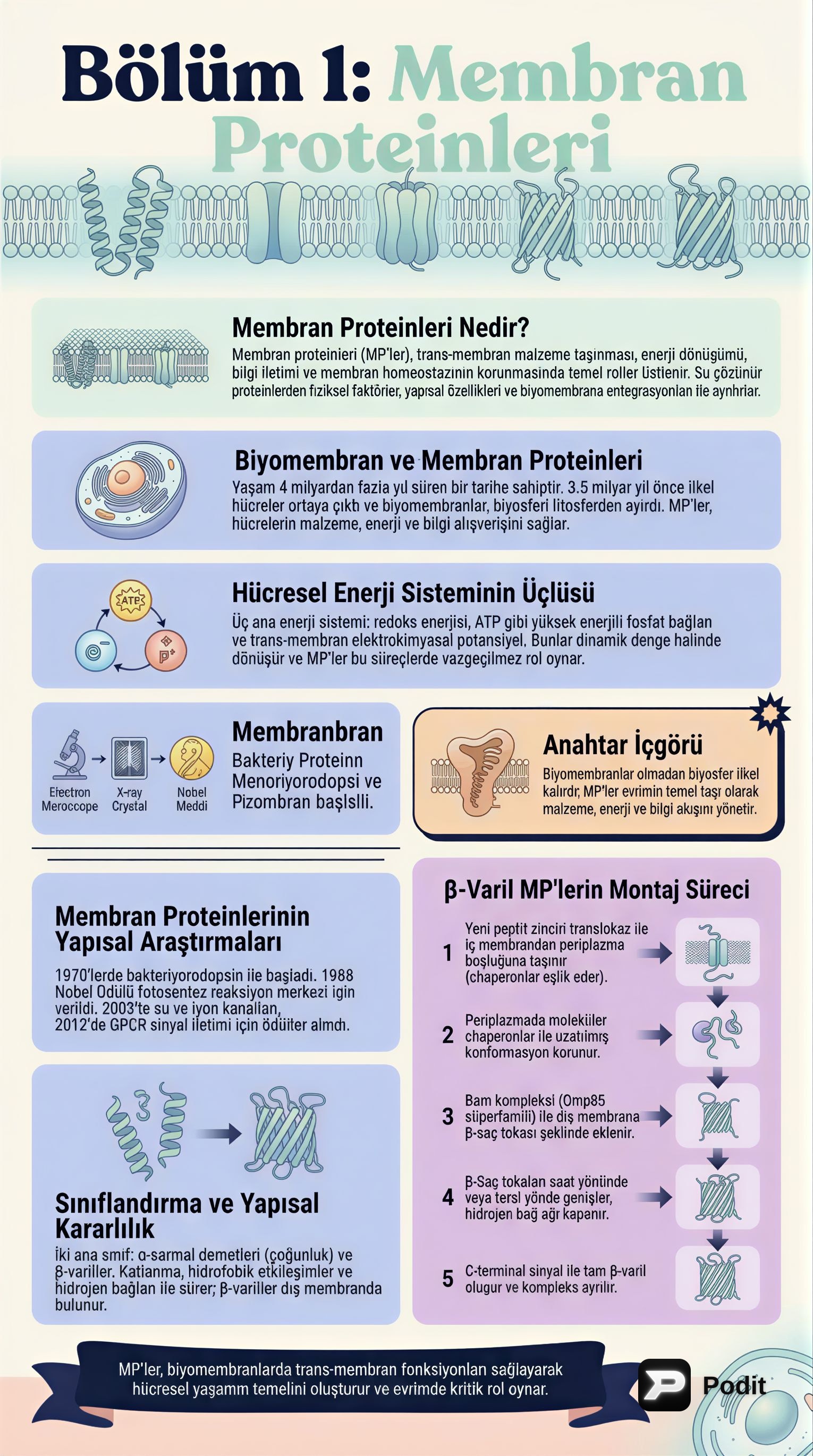 Membran Proteinleri: Yapı, Fonksiyon ve Biyogenez - görsel özet infografik