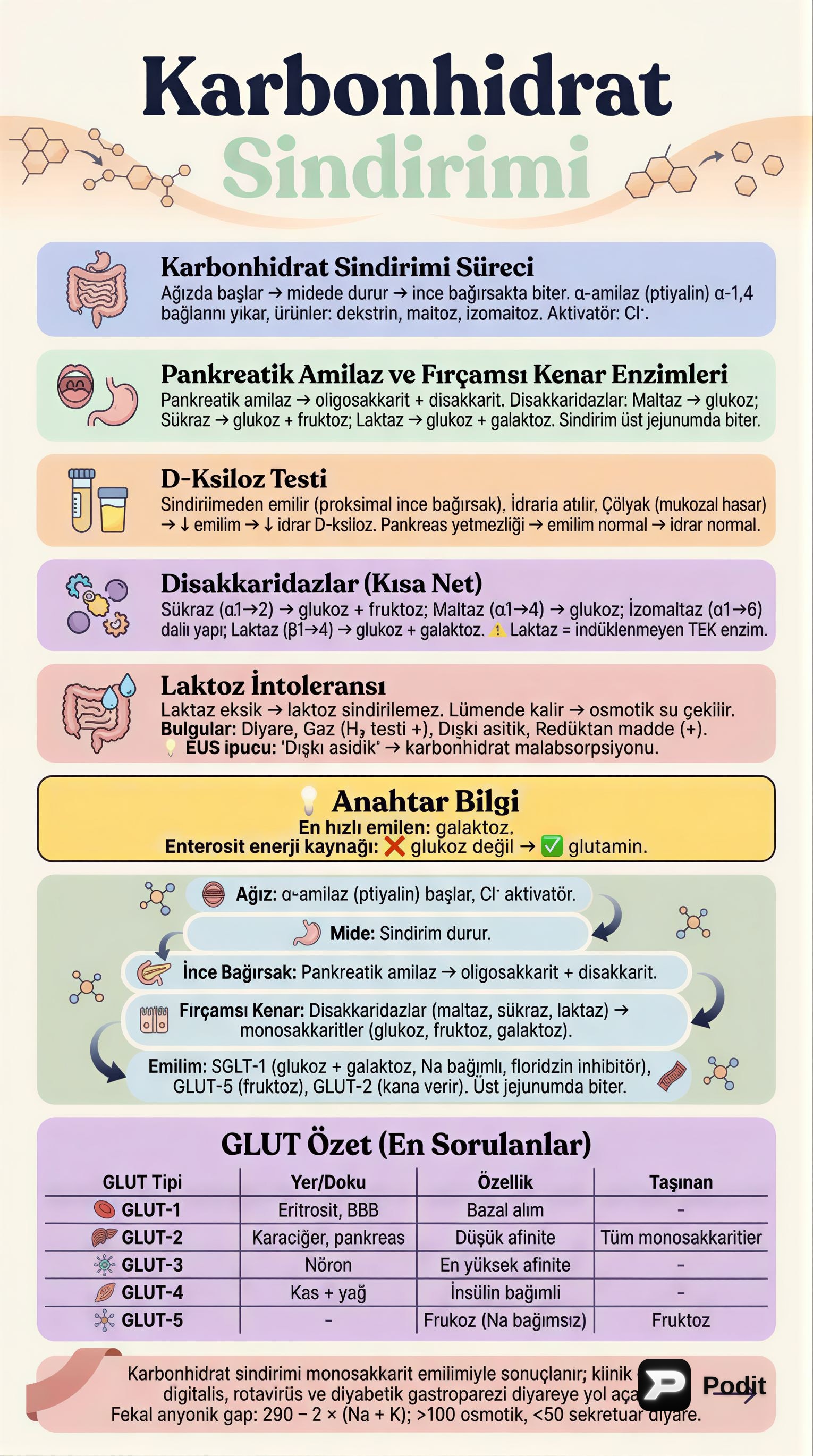 Karbonhidrat Sindirimi ve Emilimi - görsel özet infografik