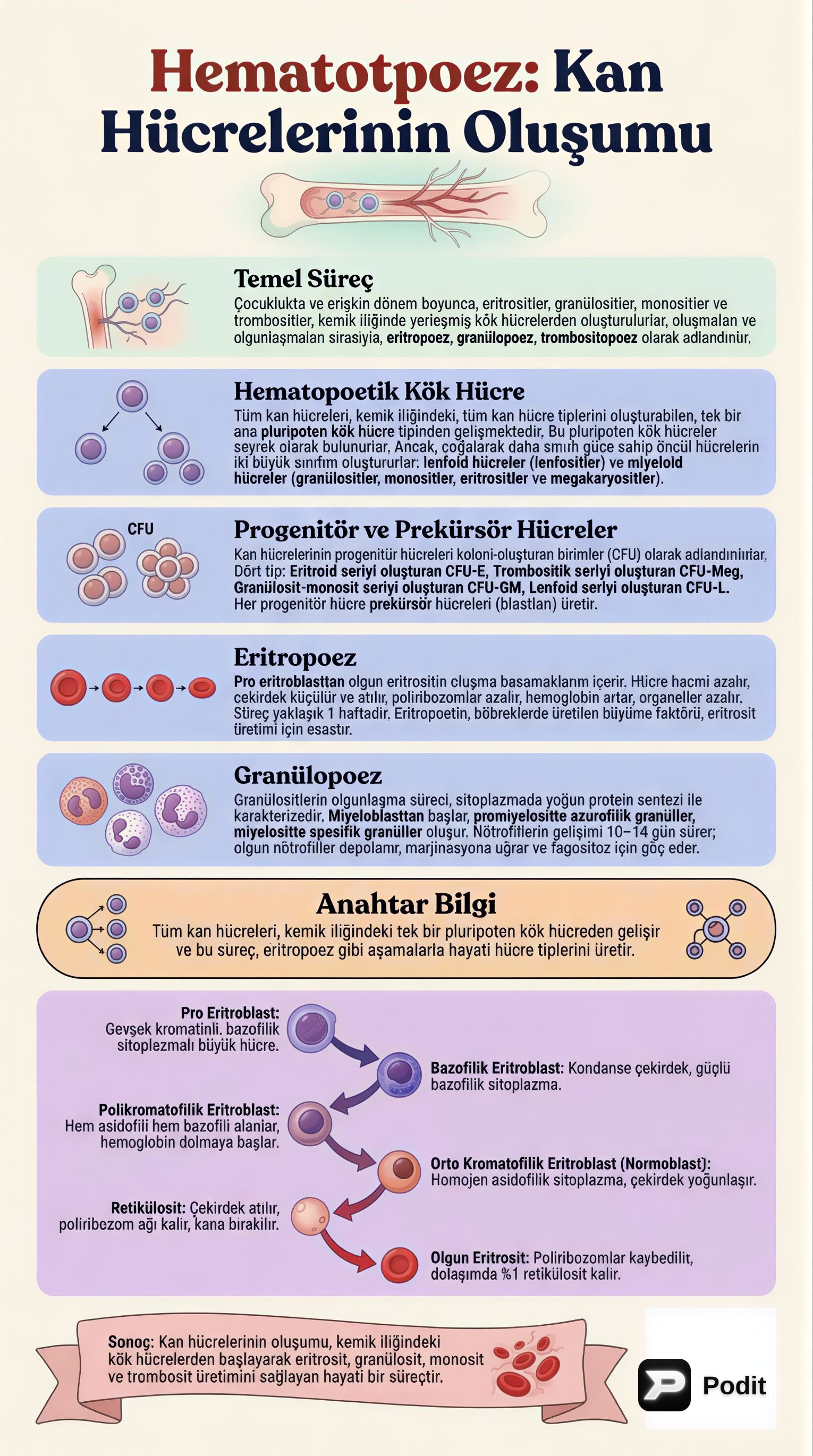 Hematopoez ve Kan Hücrelerinin Gelişimi - görsel özet infografik