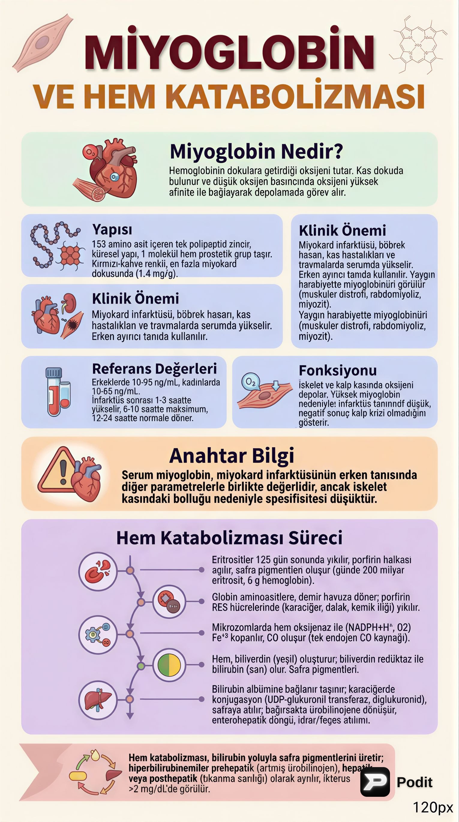 Miyoglobin ve Hem Katabolizması - görsel özet infografik