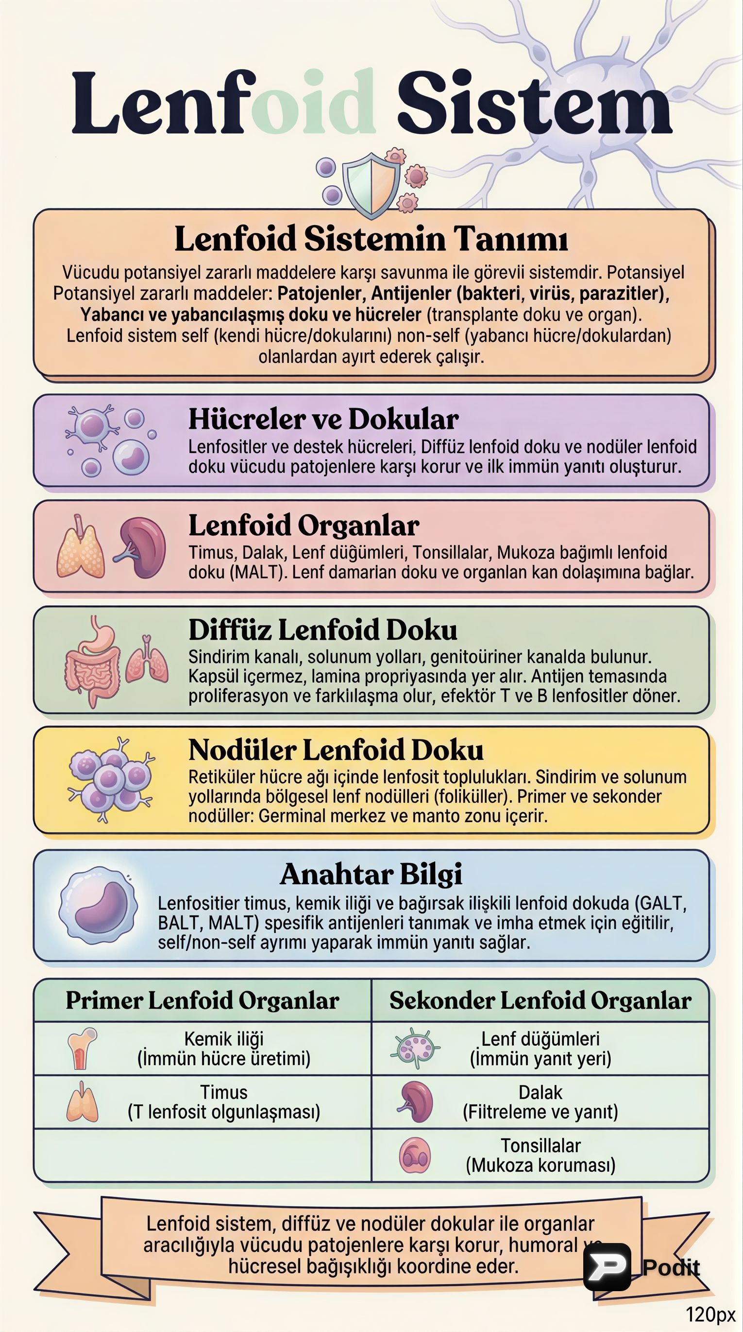 Lenfoid Sistem: Yapısı, Hücreleri ve Bağışıklık Yanıtları - görsel özet infografik