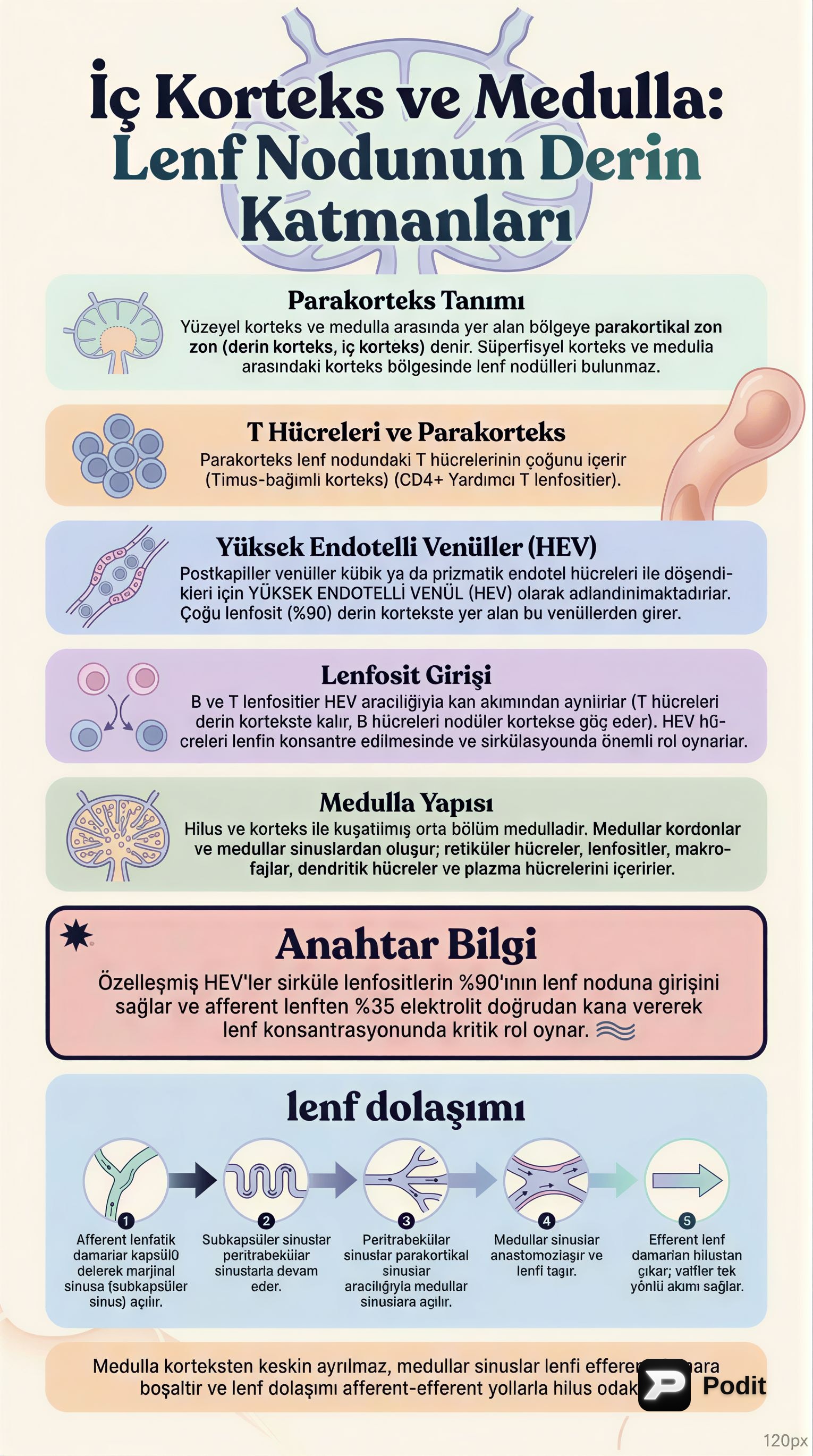 Lenf Düğümünün İç Korteksi, Medullası ve Lenf Dolaşımı - görsel özet infografik