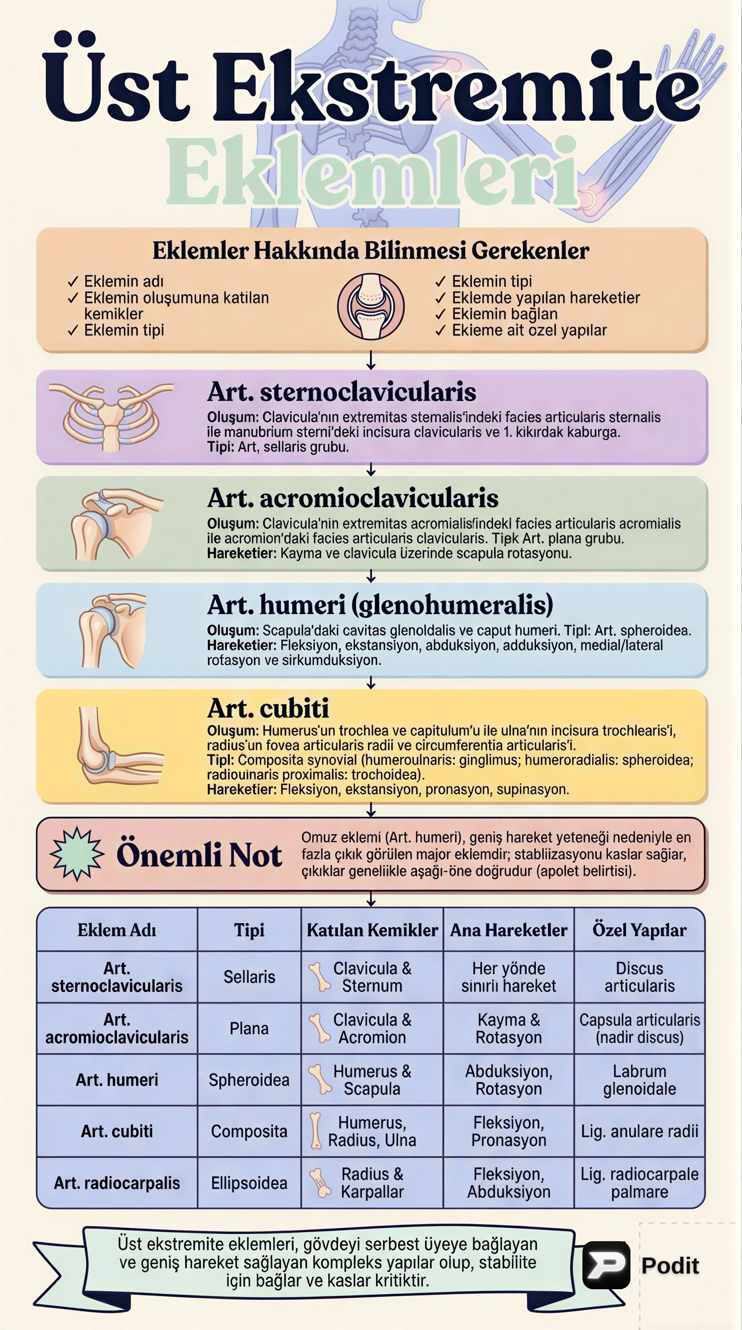 Üst Ekstremite Eklemlerinin Anatomik Yapısı ve Fonksiyonları - görsel özet infografik
