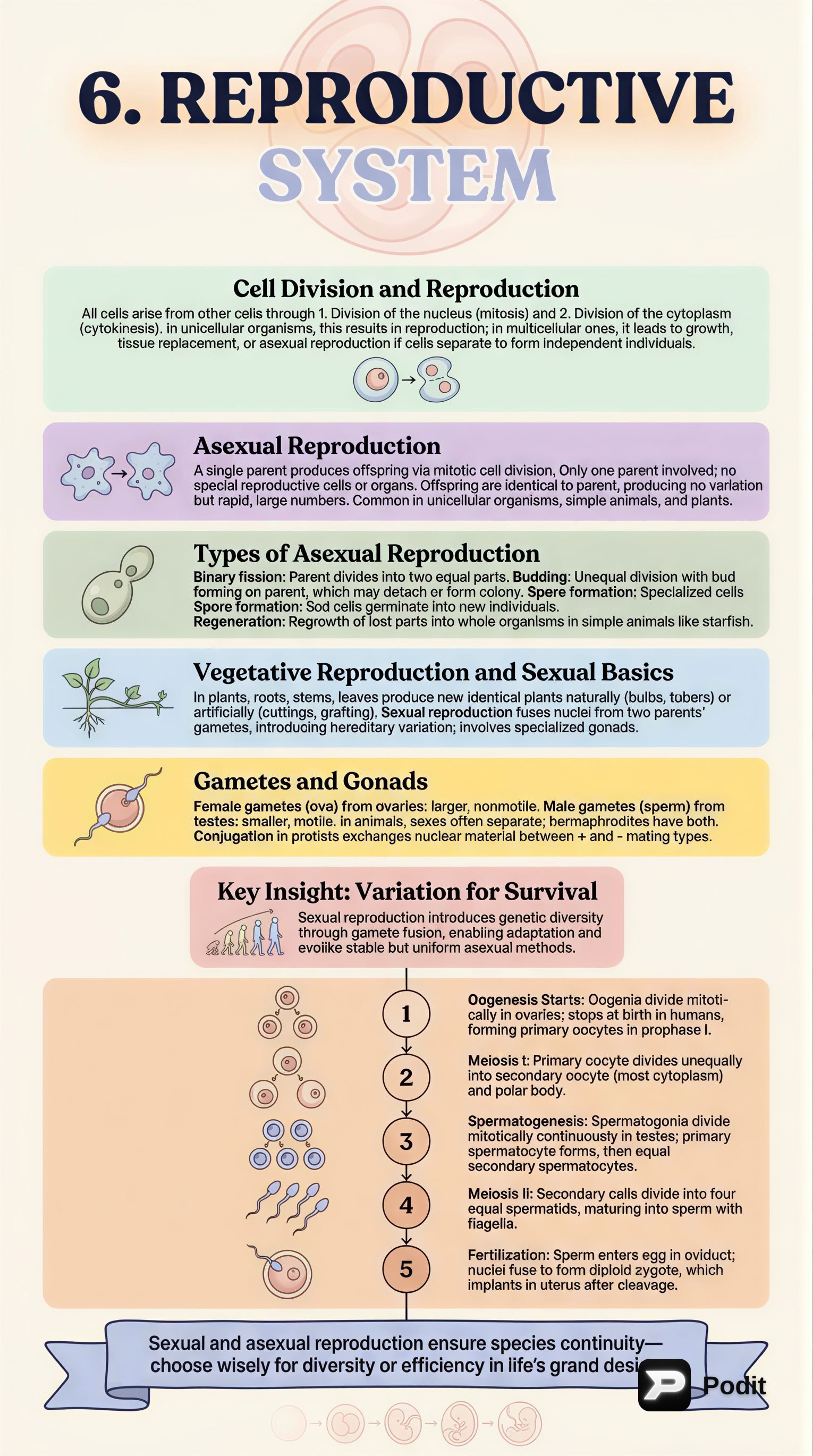 The Reproductive System: Cell Division and Reproduction - görsel özet infografik