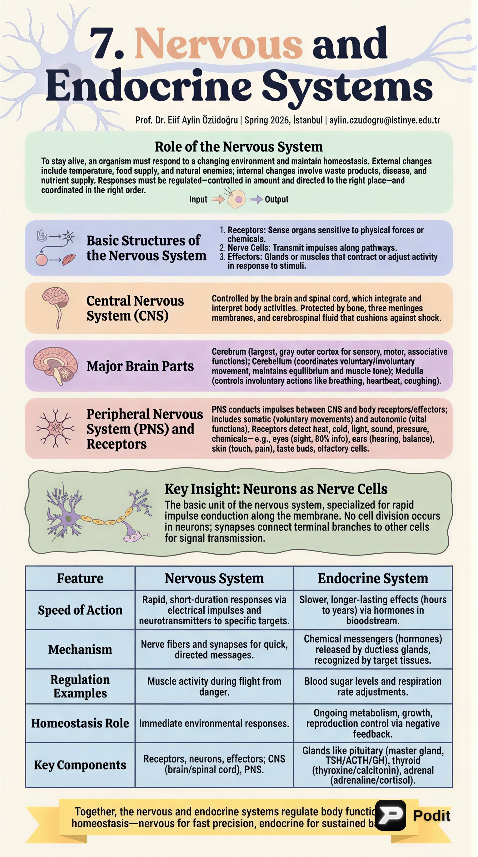 The Nervous and Endocrine Systems: Body's Control Centers - görsel özet infografik
