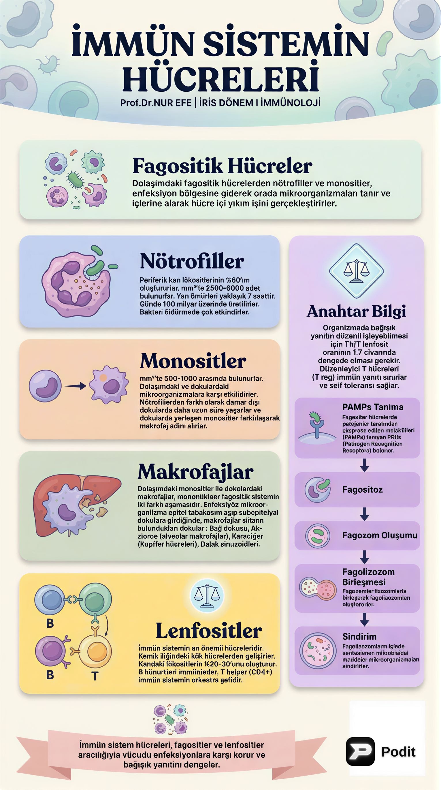 İmmün Sistemin Hücreleri ve Görevleri - görsel özet infografik