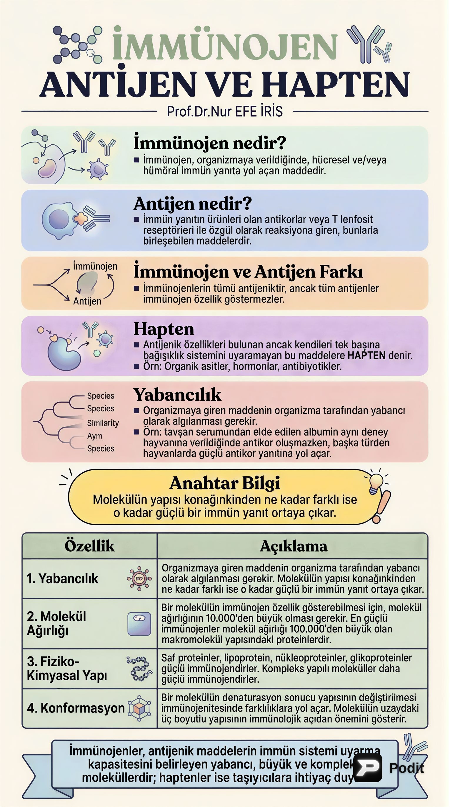 İmmünojen, Antijen ve Hapten: Bağışıklık Sistemi Temelleri - görsel özet infografik