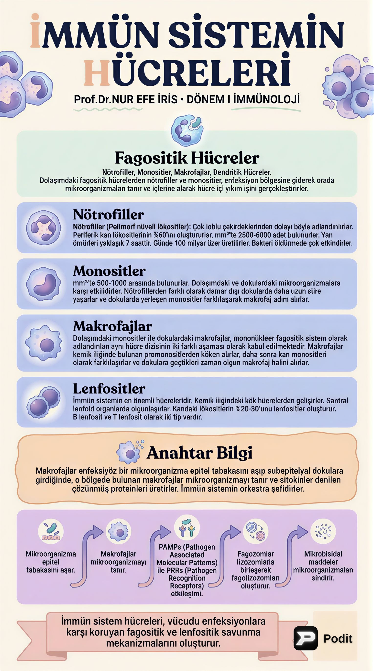 İmmün Sistemin Temel Hücreleri - görsel özet infografik