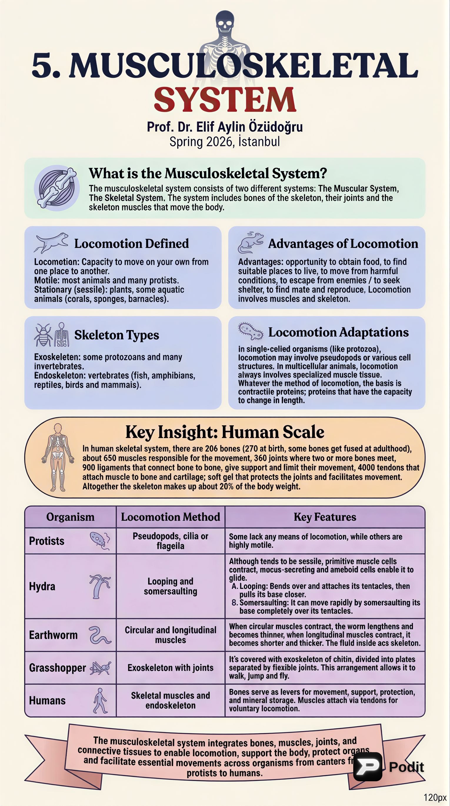 The Musculoskeletal System: Structure, Function, and Locomotion - görsel özet infografik