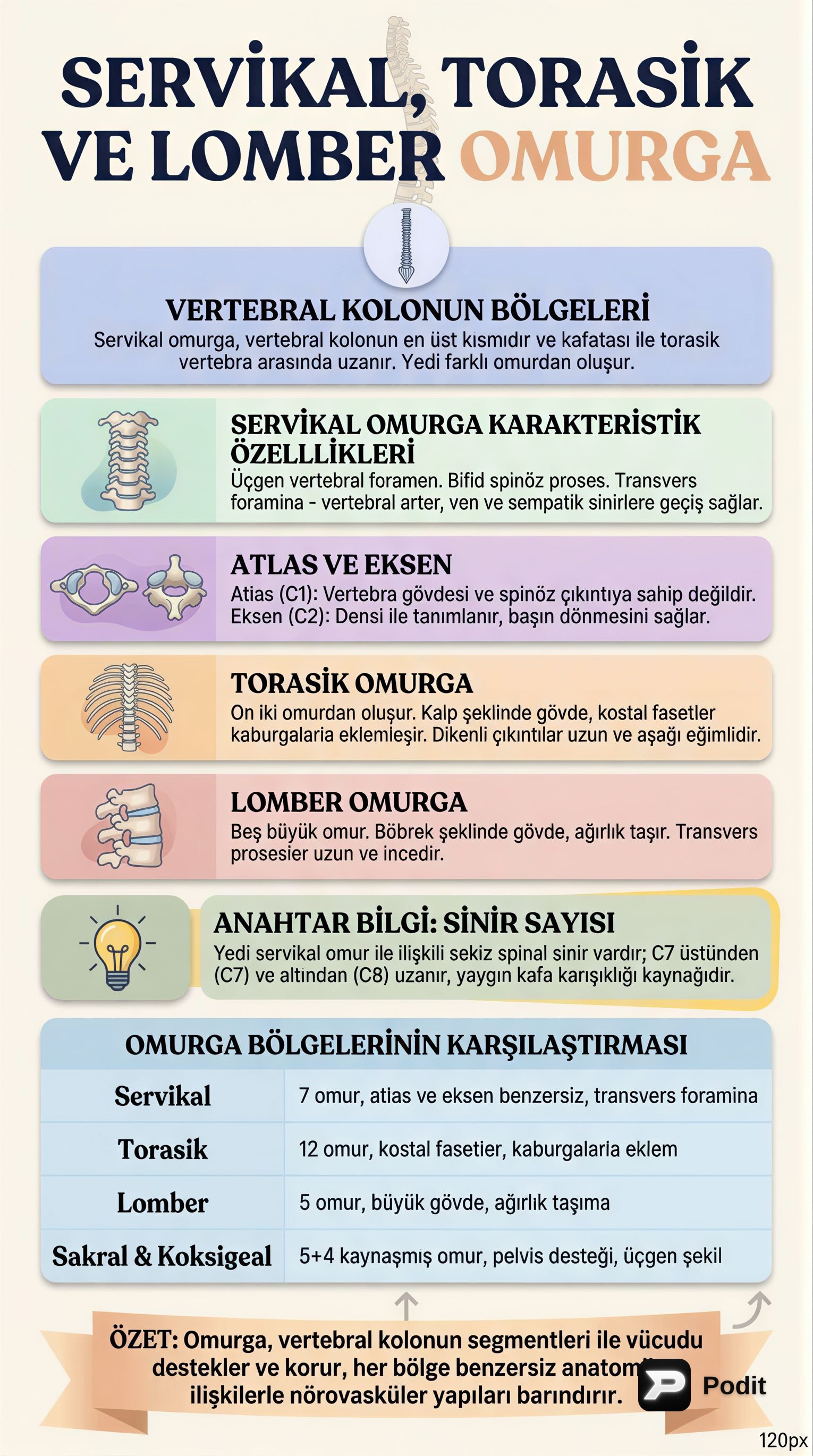 Omurga, Sternum ve Kaburgaların Anatomik Yapısı - görsel özet infografik