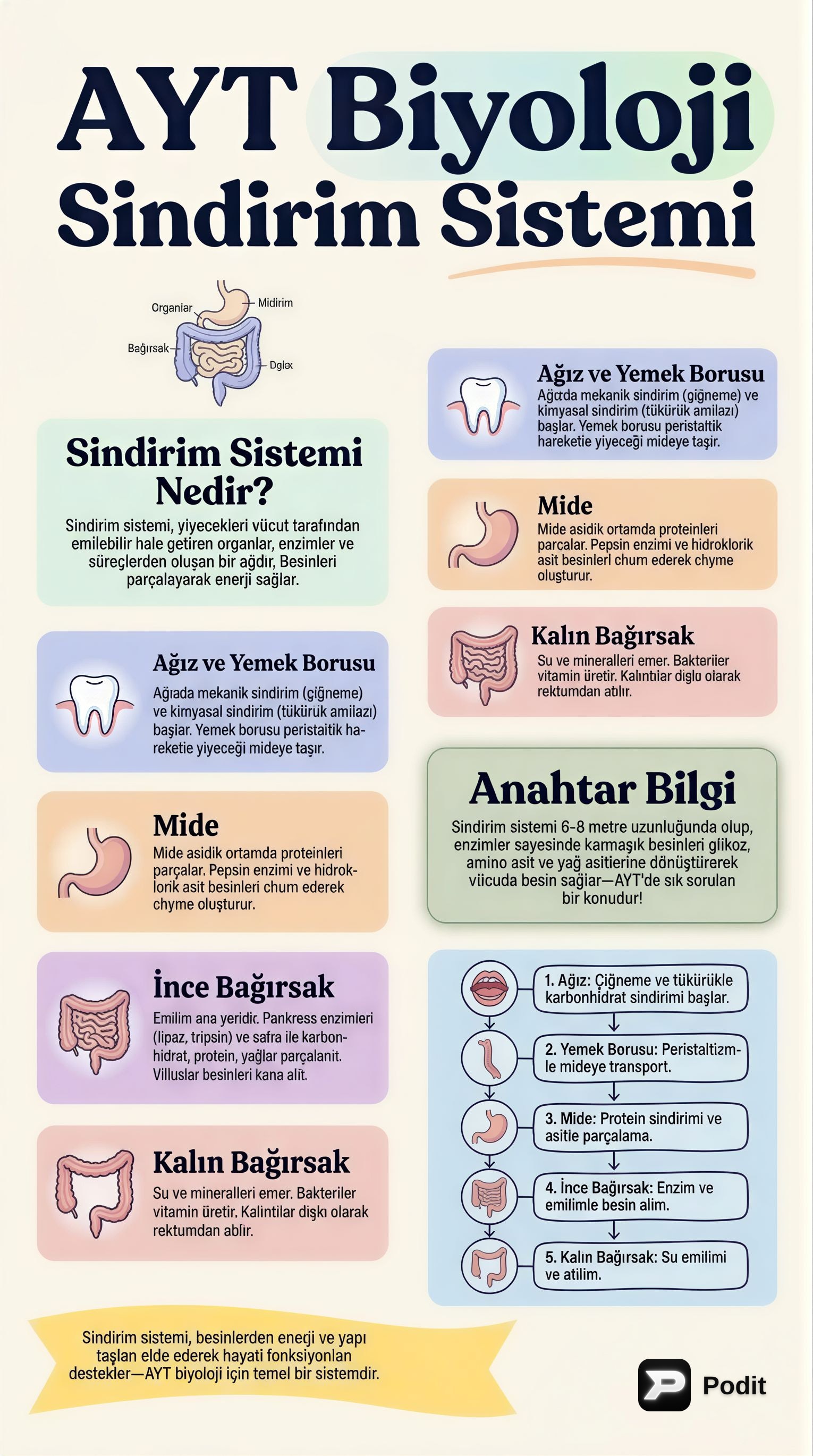 AYT Biyoloji: İnsan Sindirim Sistemi - görsel özet infografik