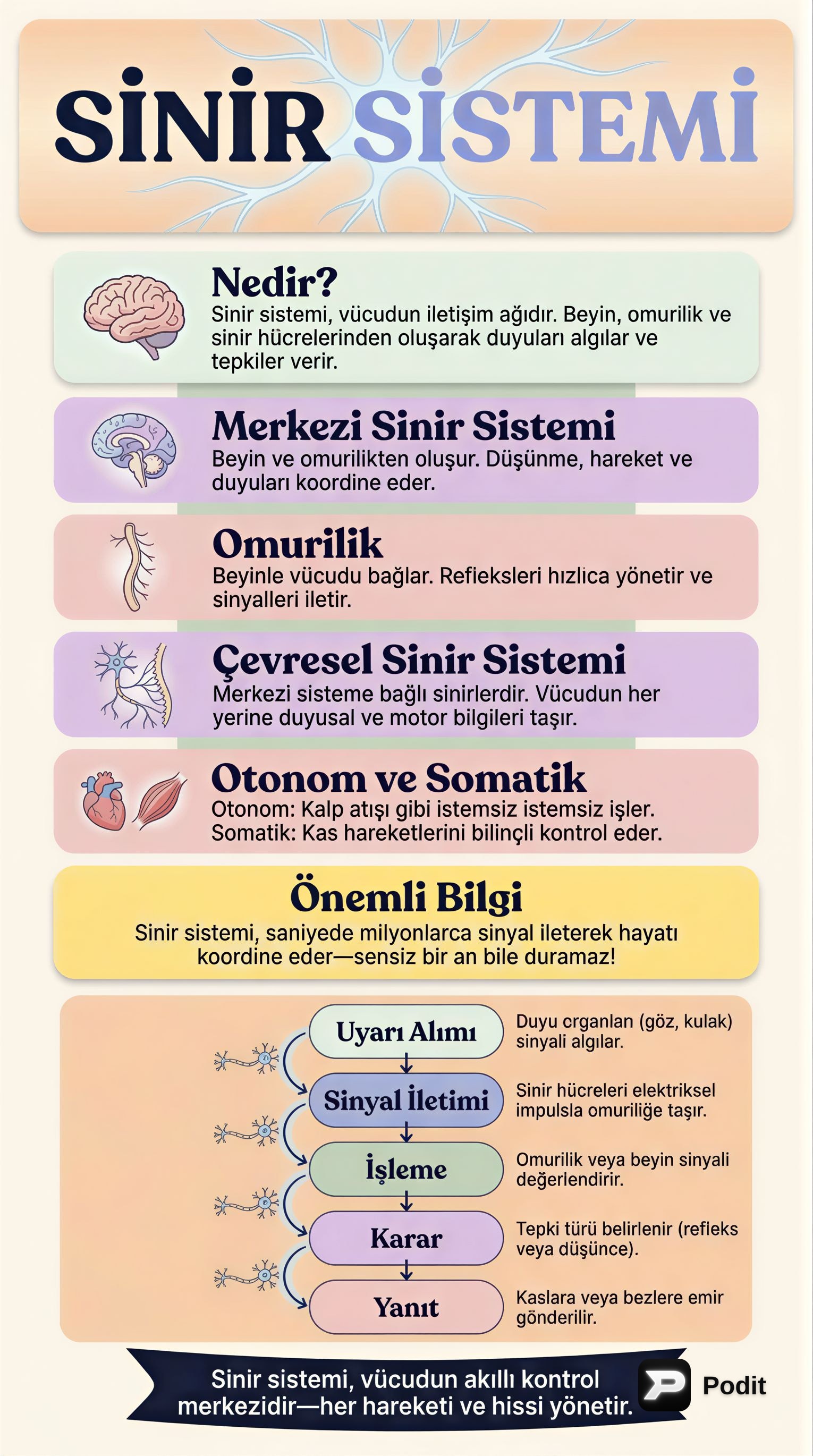 Sinir Sistemi: Vücudumuzun İletişim Ağı - görsel özet infografik