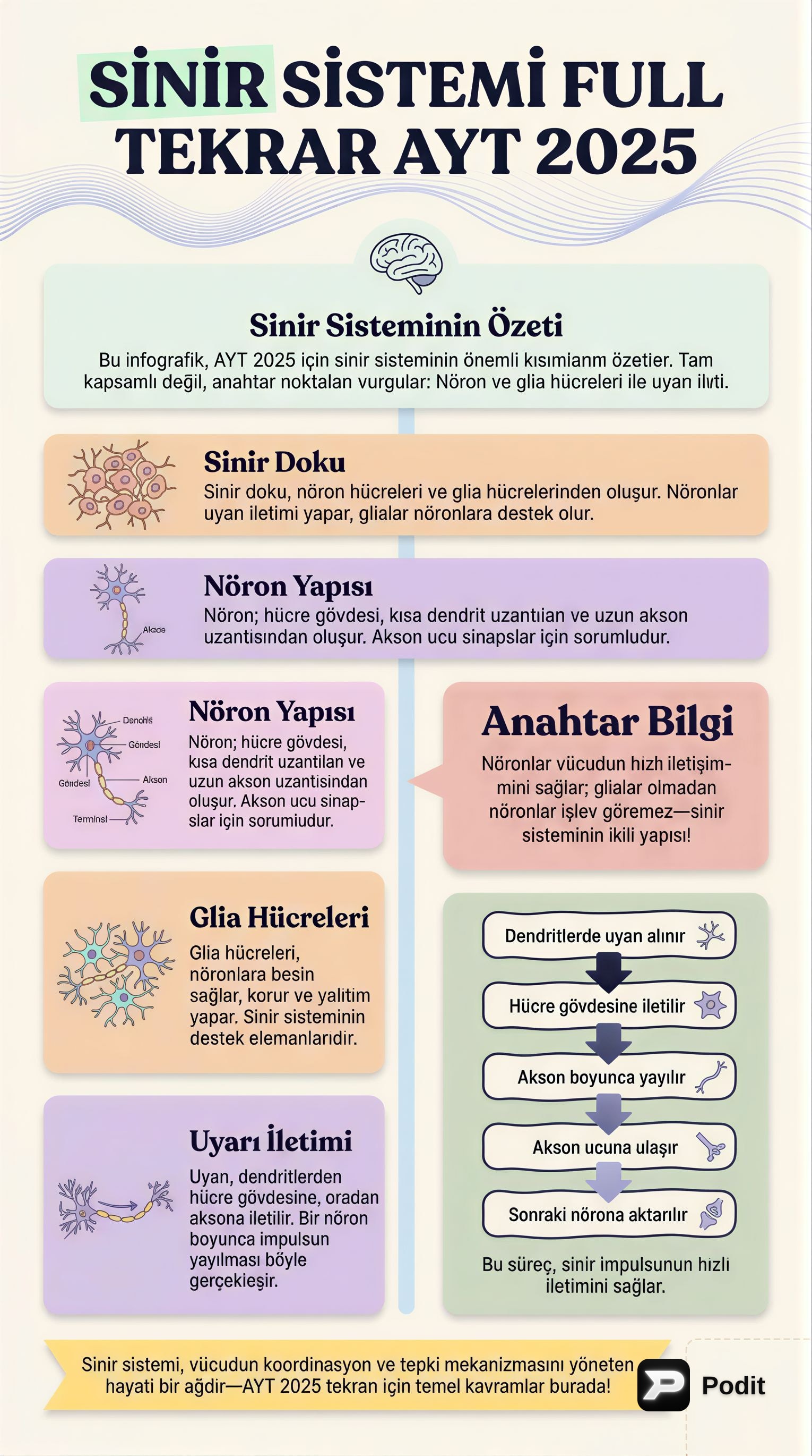 Sinir Sistemi: Yapısı, İşlevleri ve Düzenlenmesi - görsel özet infografik