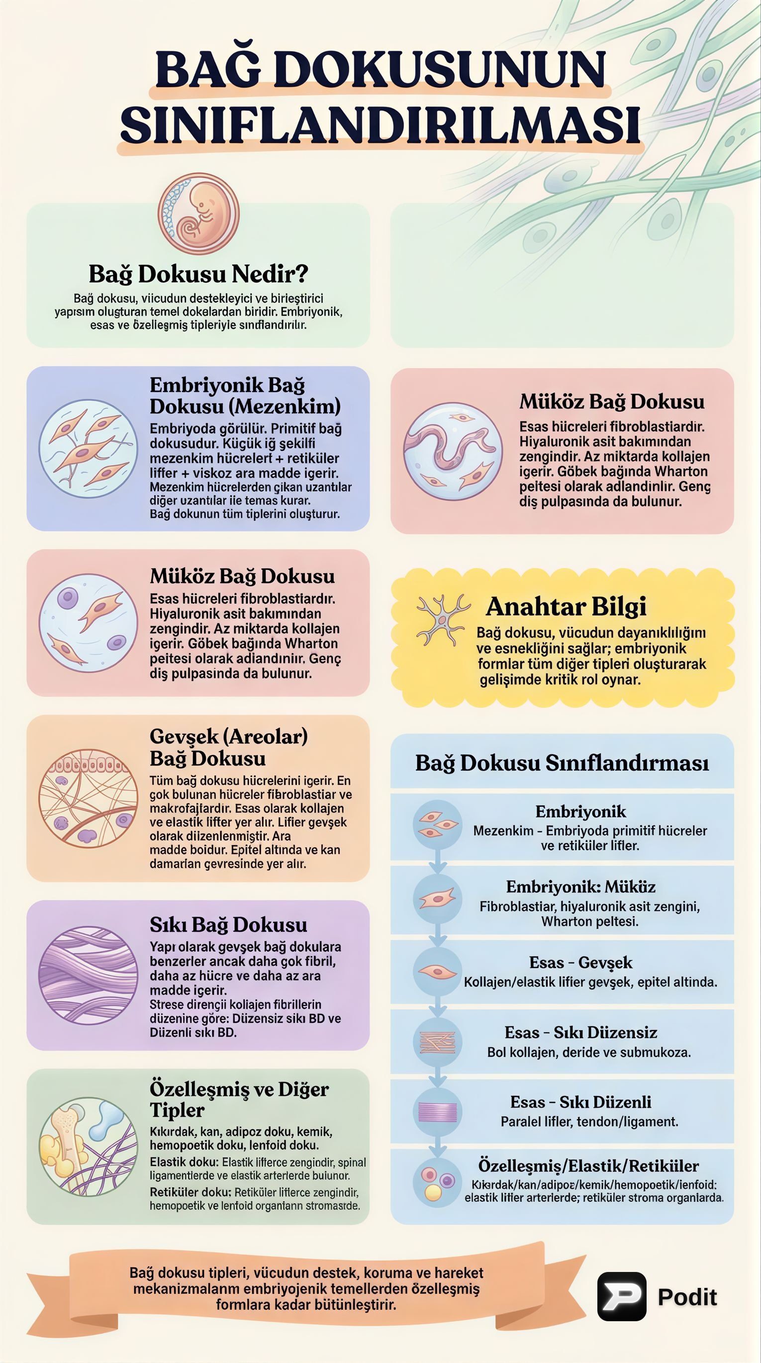 Bağ Dokusunun Sınıflandırılması: Yapı ve Fonksiyonlar - görsel özet infografik