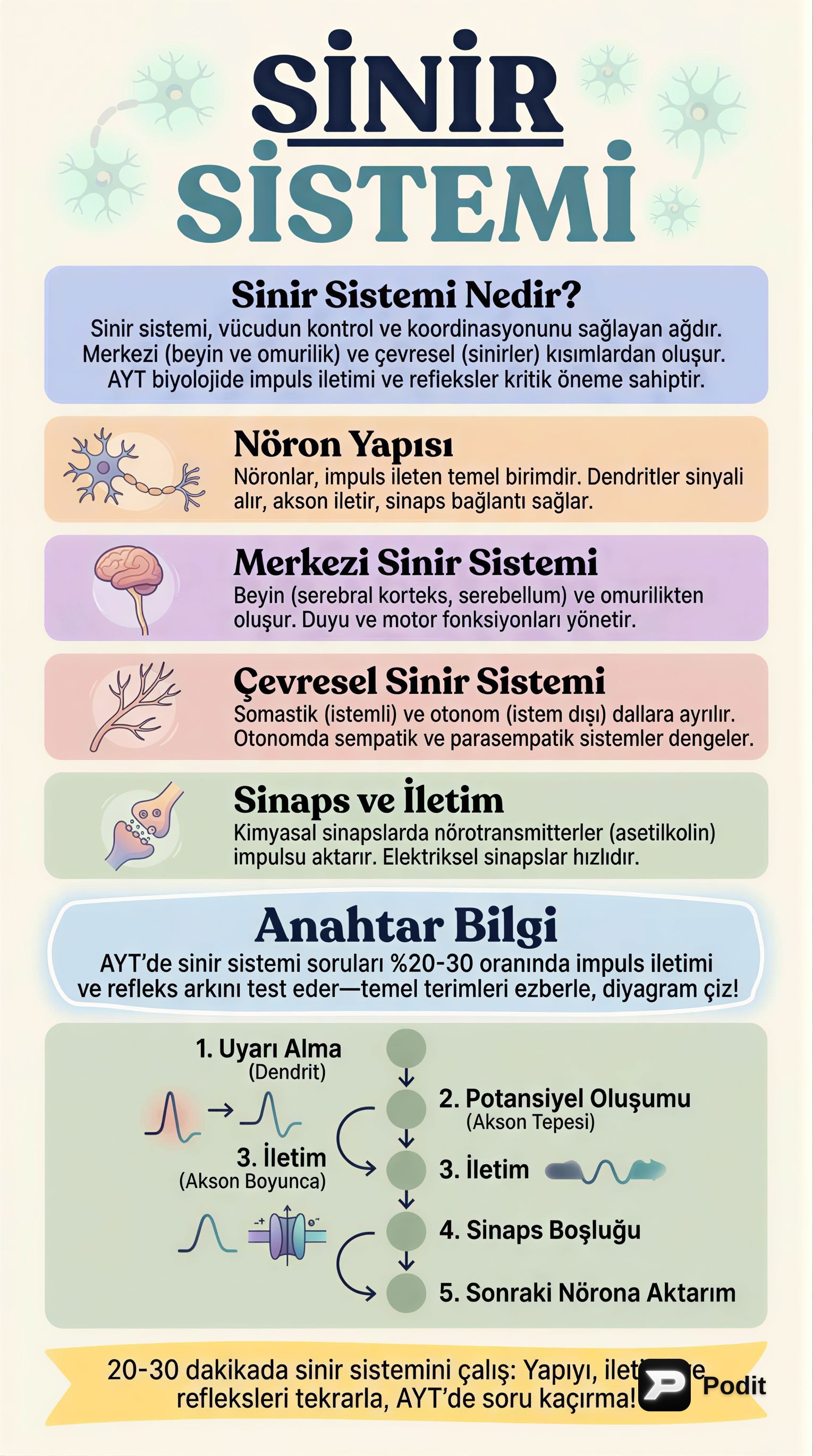 AYT Biyoloji: Sinir Sistemi - görsel özet infografik
