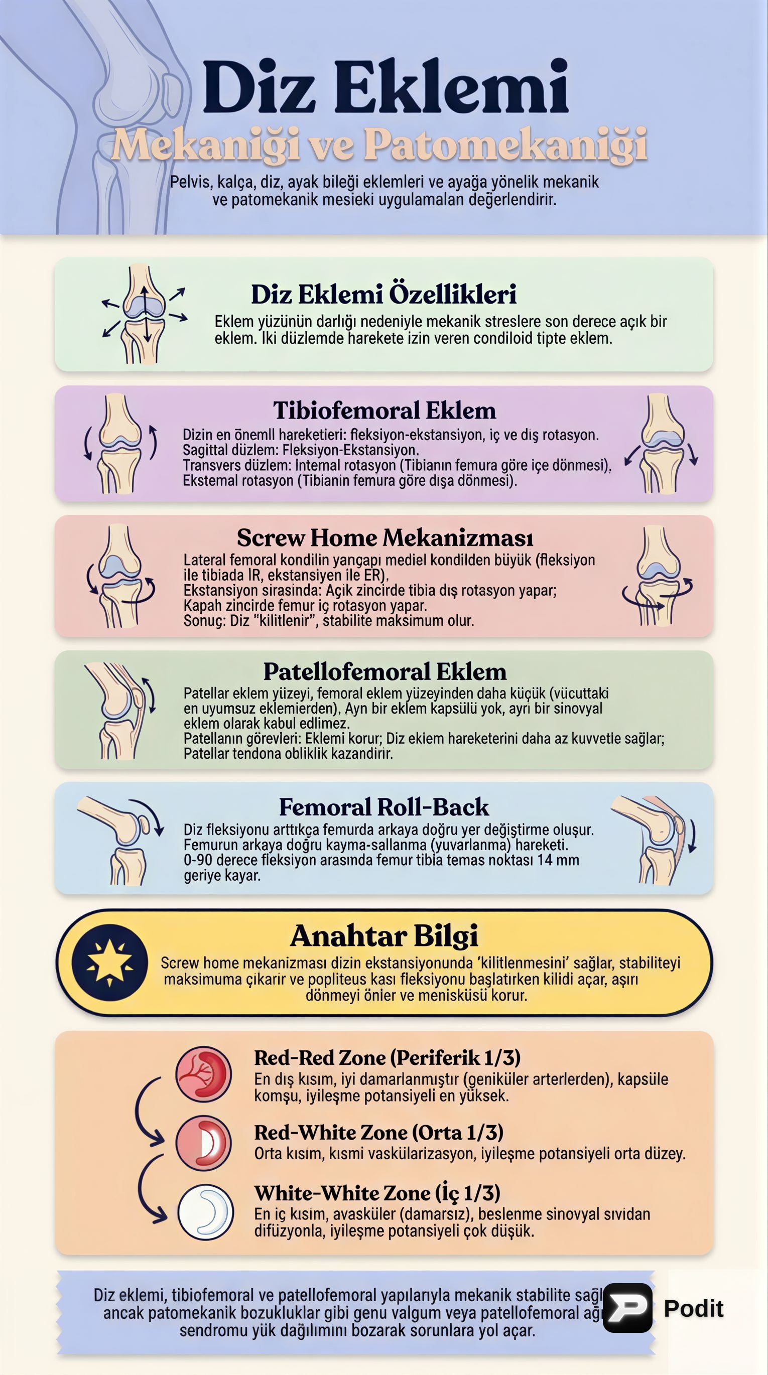 Diz Eklemi Mekaniği ve Patomekaniği - görsel özet infografik