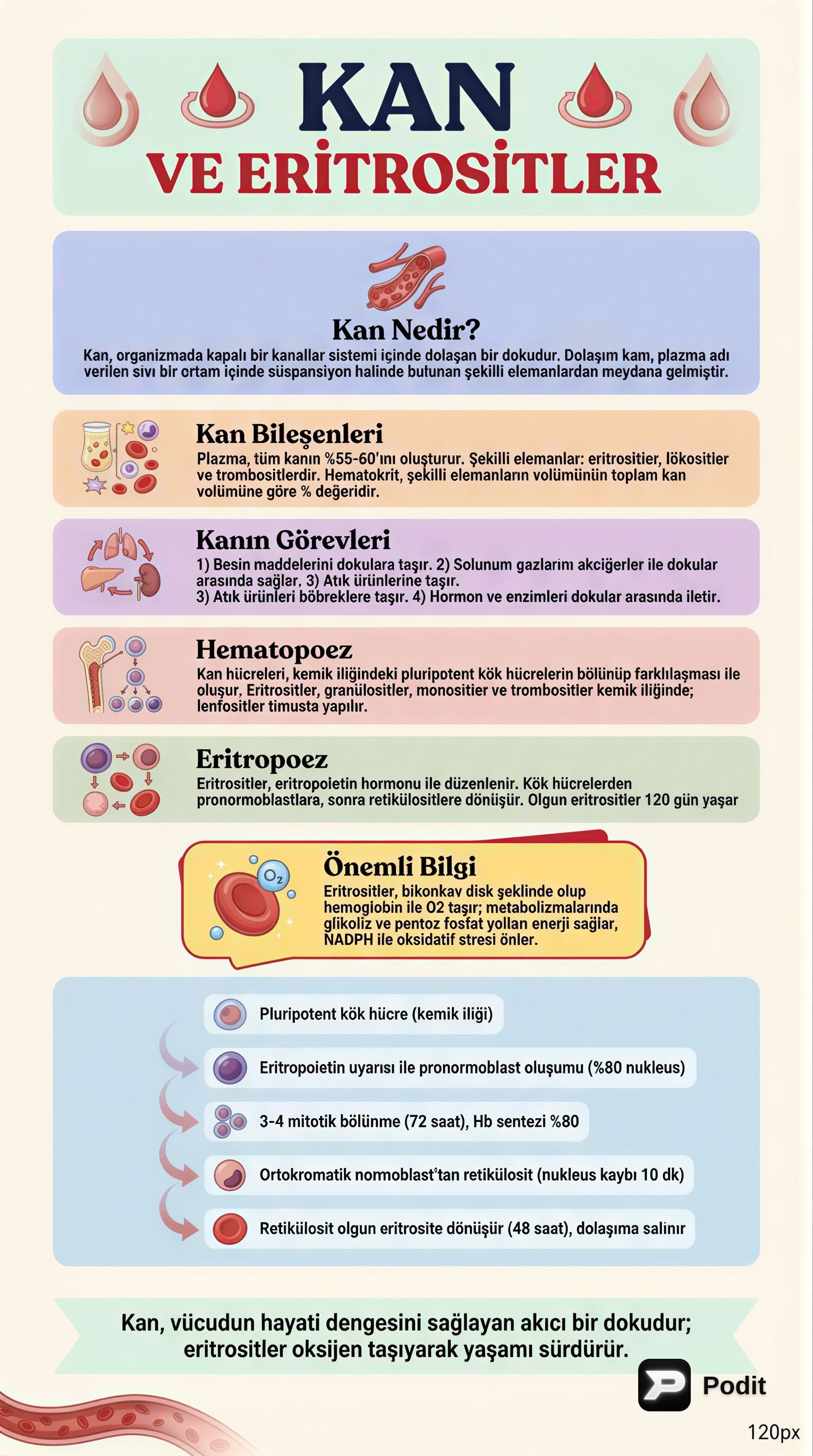 Kanın Yapısı, Görevleri ve Eritrosit Metabolizması - görsel özet infografik