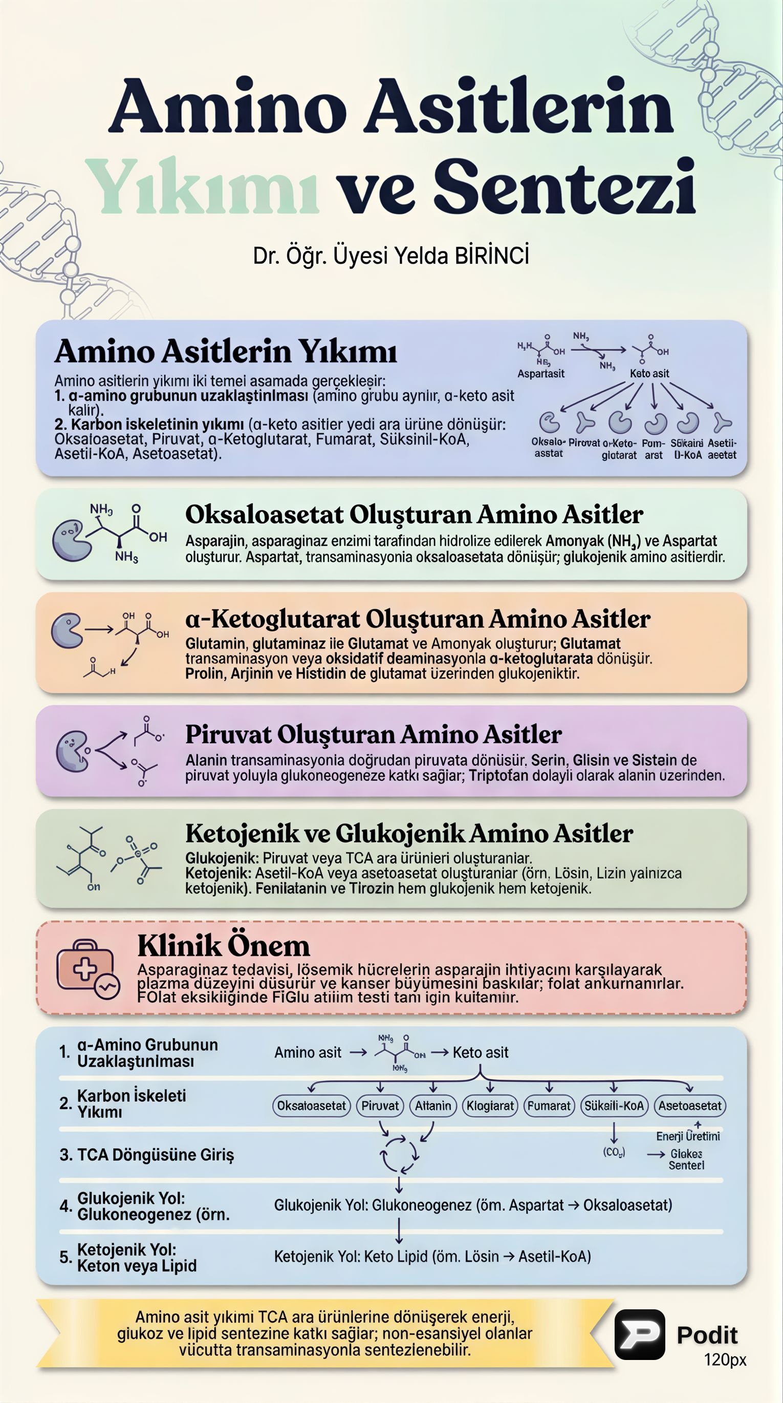 Amino Asit Yıkımı ve Sentezi - görsel özet infografik