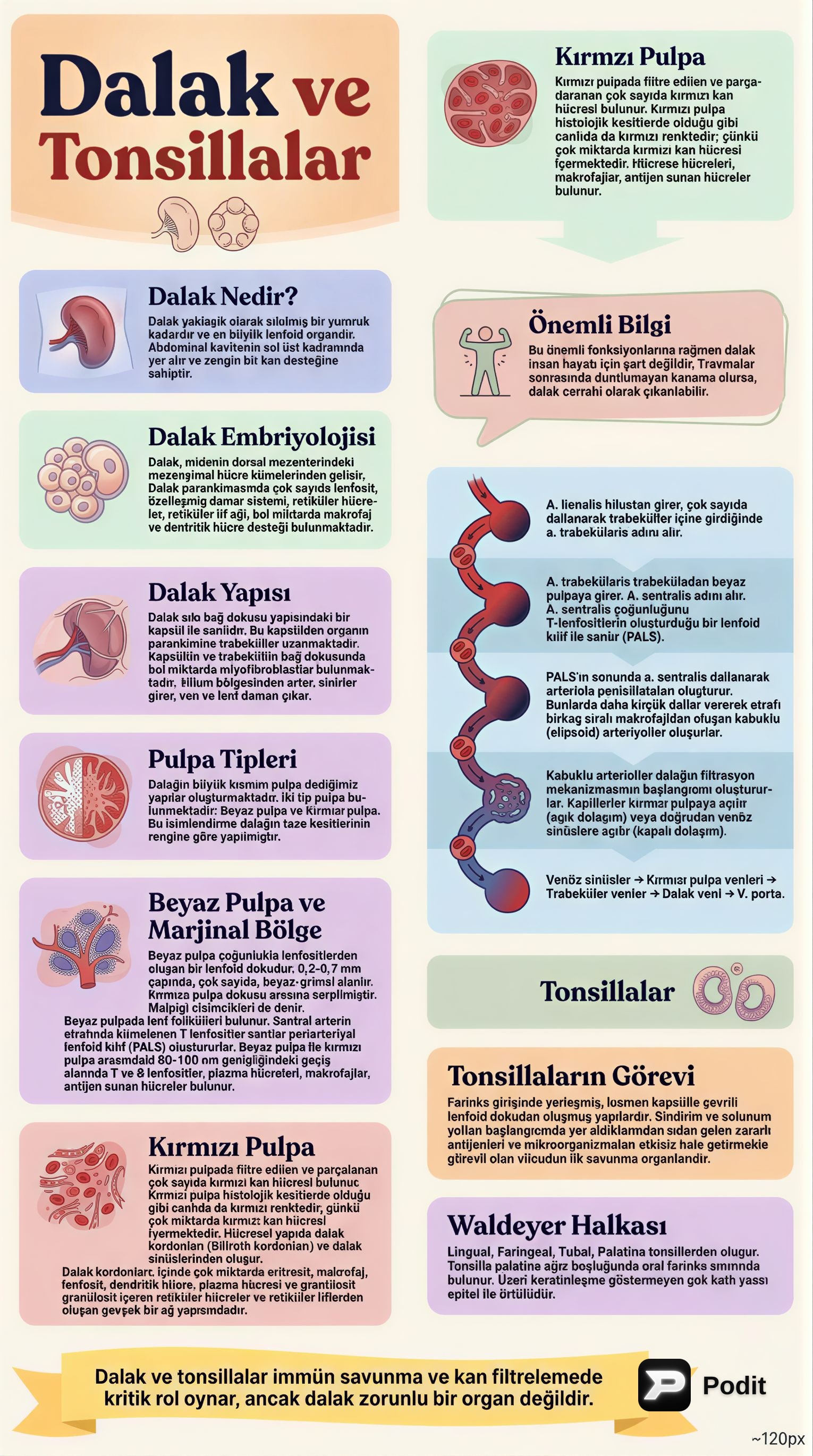 Dalak ve Tonsiller: Yapısal ve Fonksiyonel Analiz - görsel özet infografik