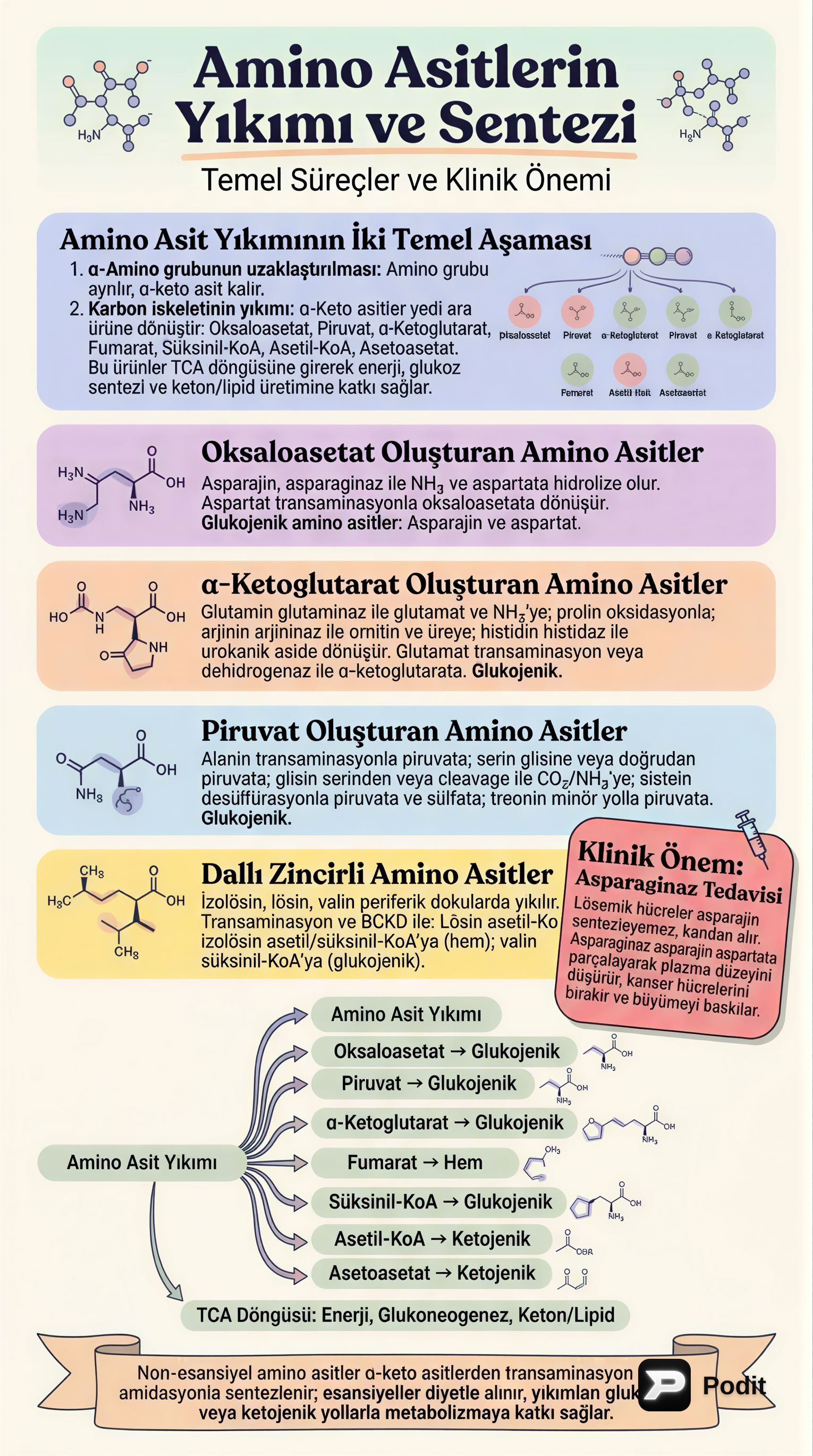 Amino Asit Yıkımı ve Sentezi: Temel Metabolik Yollar - görsel özet infografik