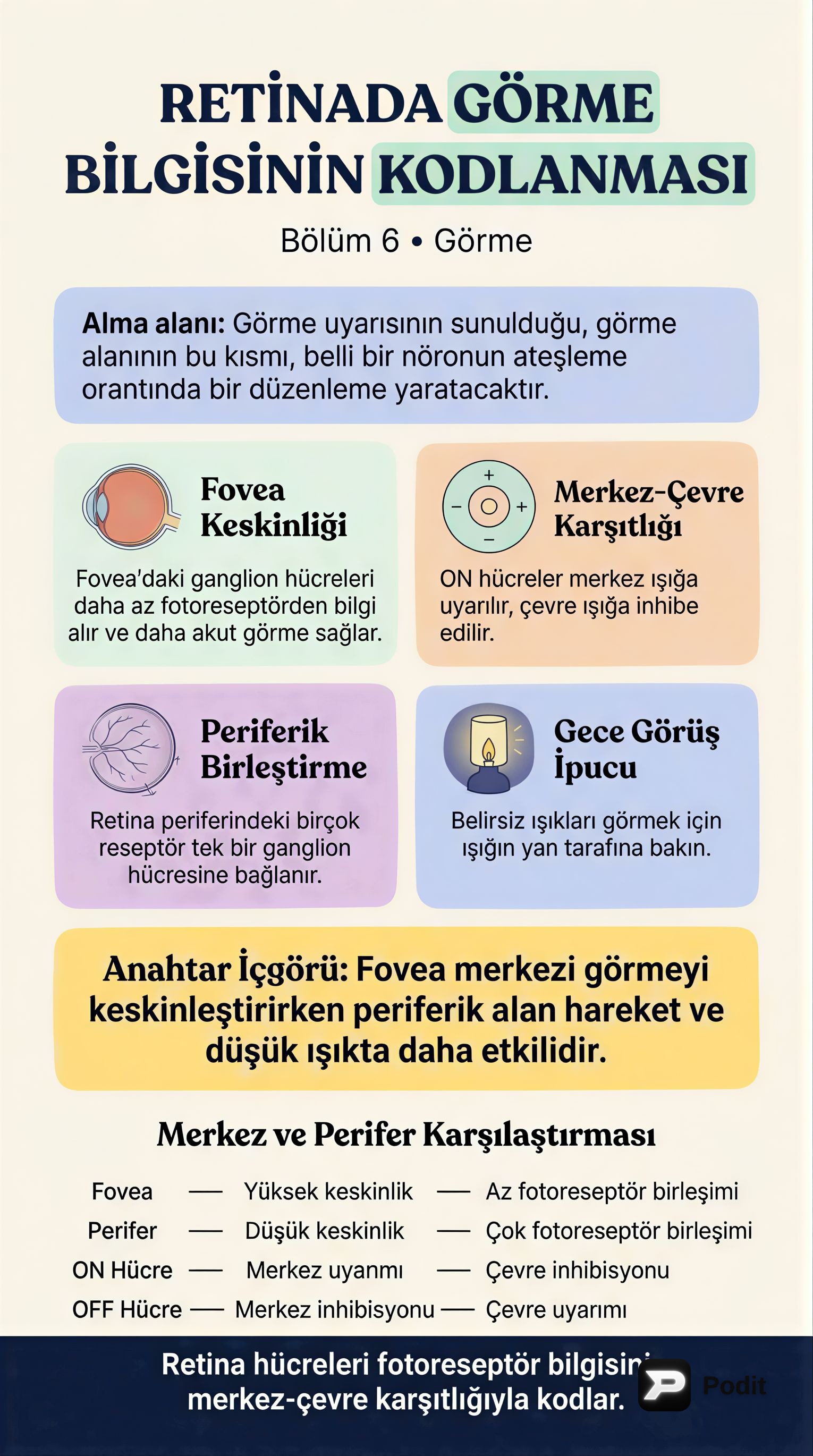 Görme Bilgisinin Beyindeki İşlenmesi - görsel özet infografik