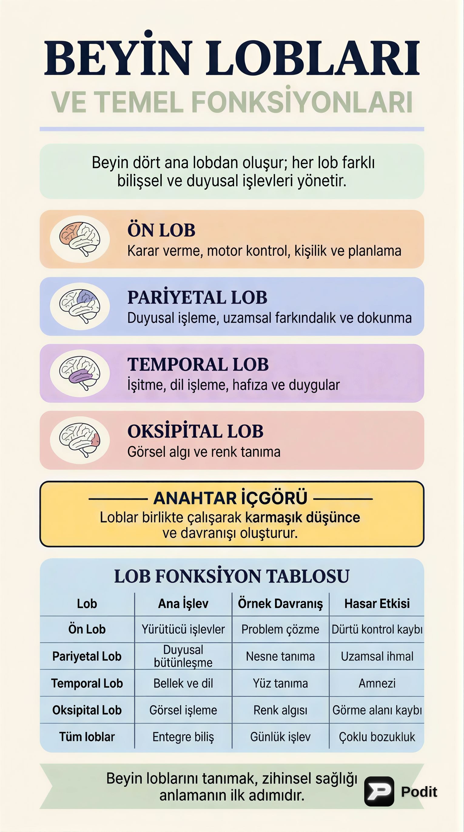 Beyin Lobları ve Temel Fonksiyonları - görsel özet infografik