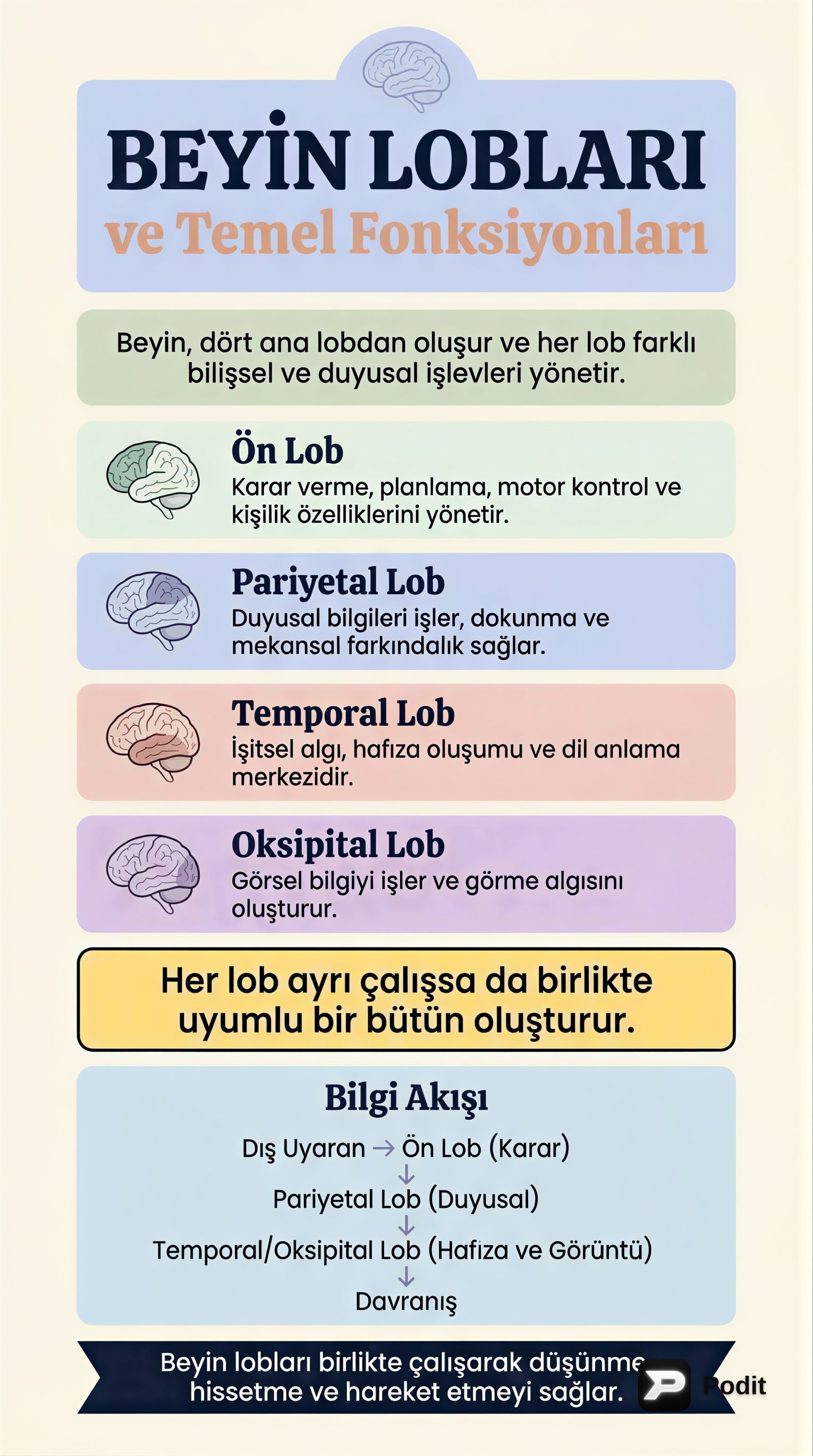 Beyin Lobları: Fonksiyonları ve Psikolojiye Etkileri - görsel özet infografik