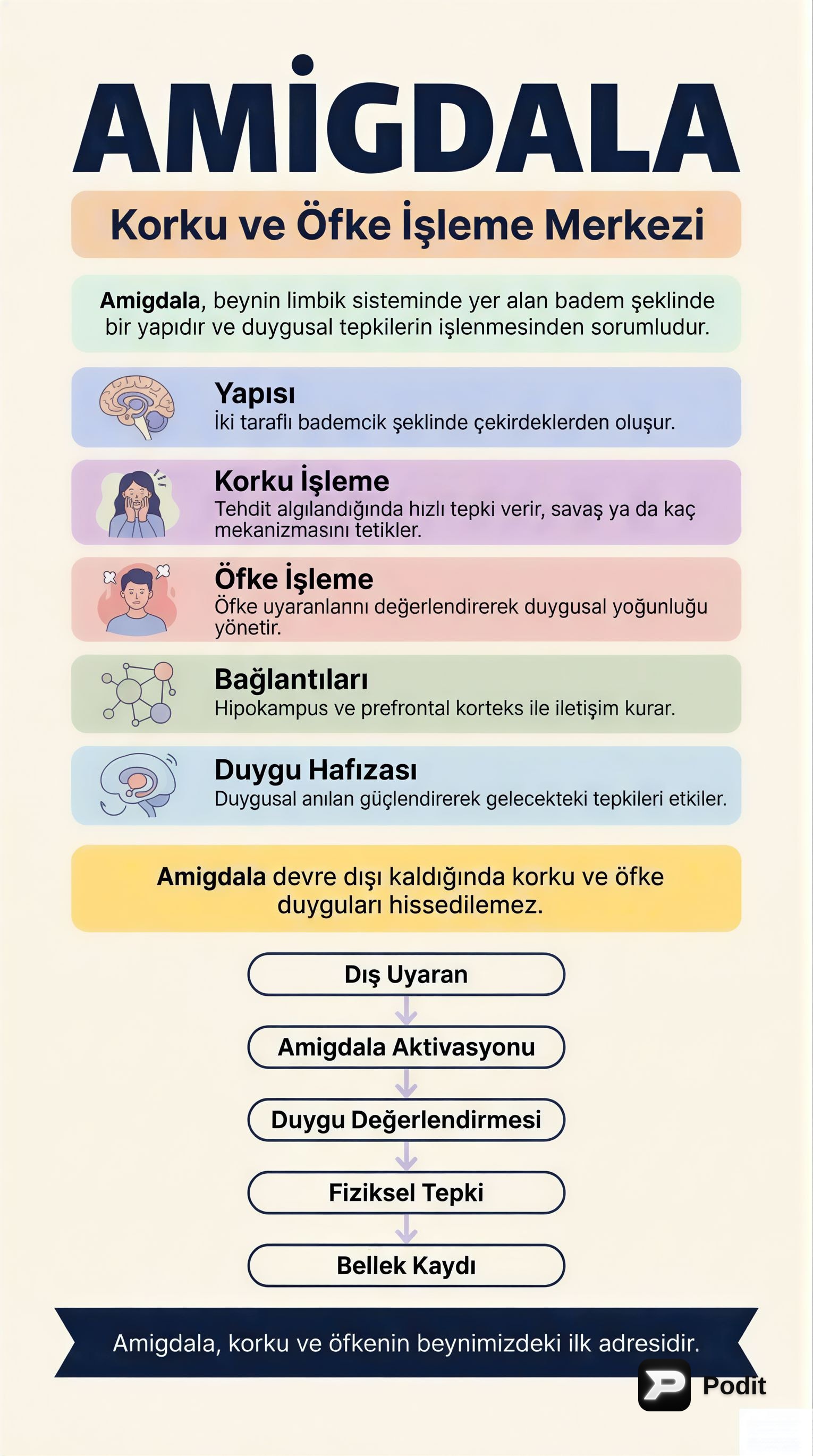 Amigdala: Duyguların Merkezi ve Beyindeki Rolü - görsel özet infografik